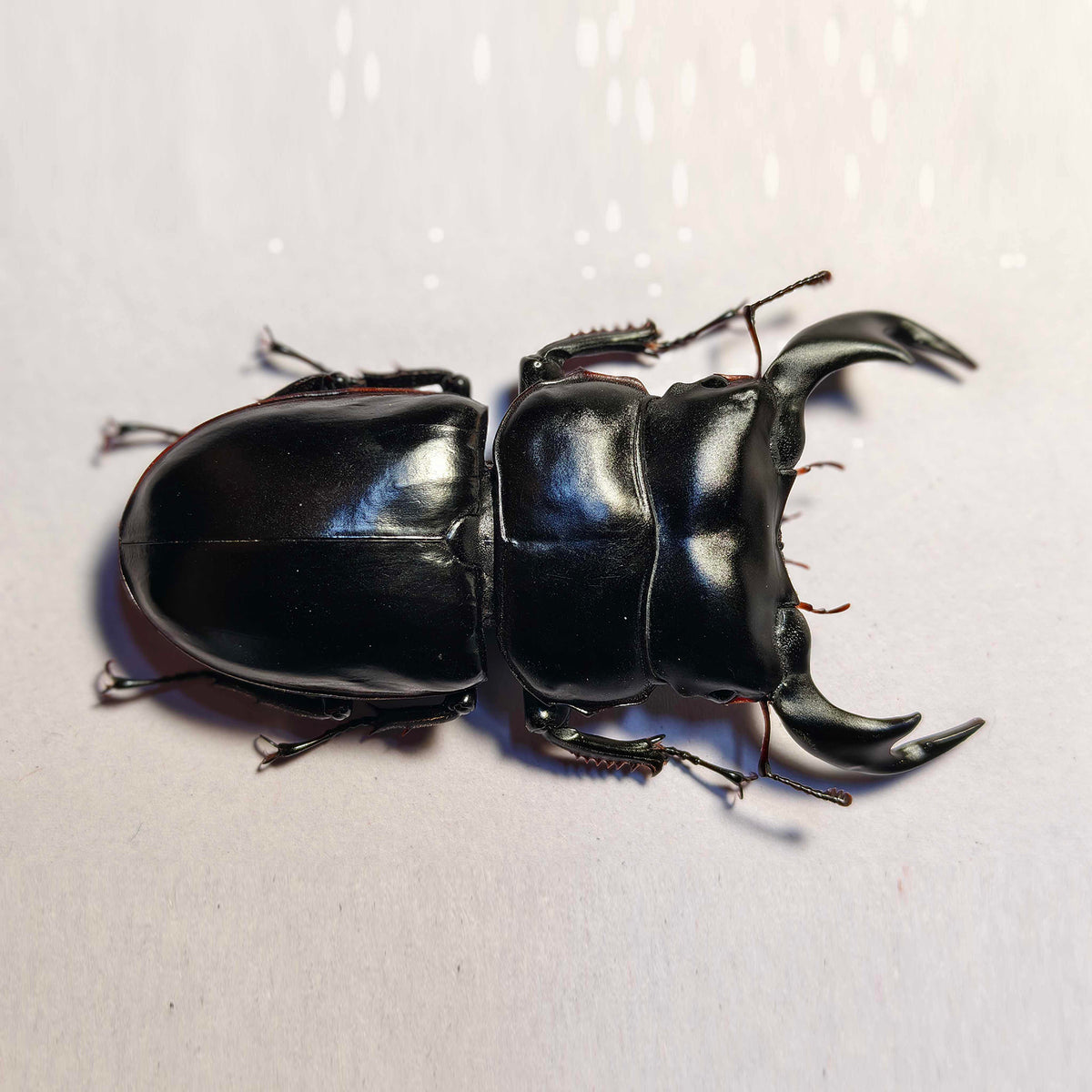 Dorcus Antaeus Fridge Insect Figure Magnet Model
