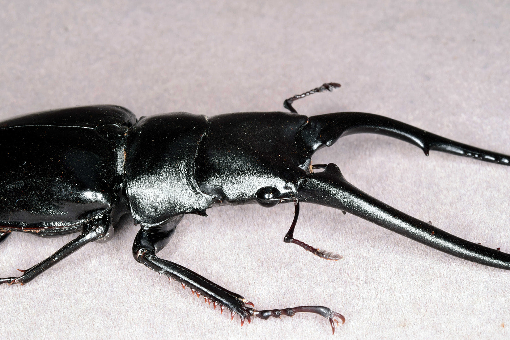 Wunderschöne Chemiepuppe im Maßstab 1:6