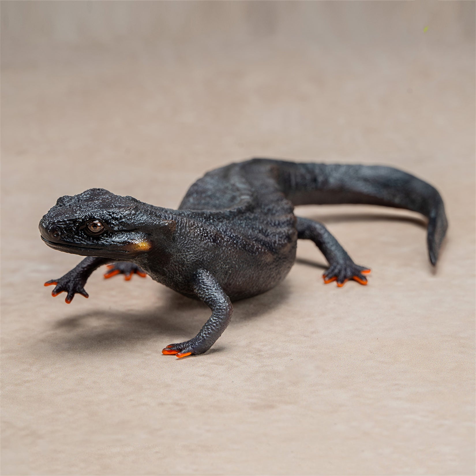 Echinotriton Chinhaiensis Model