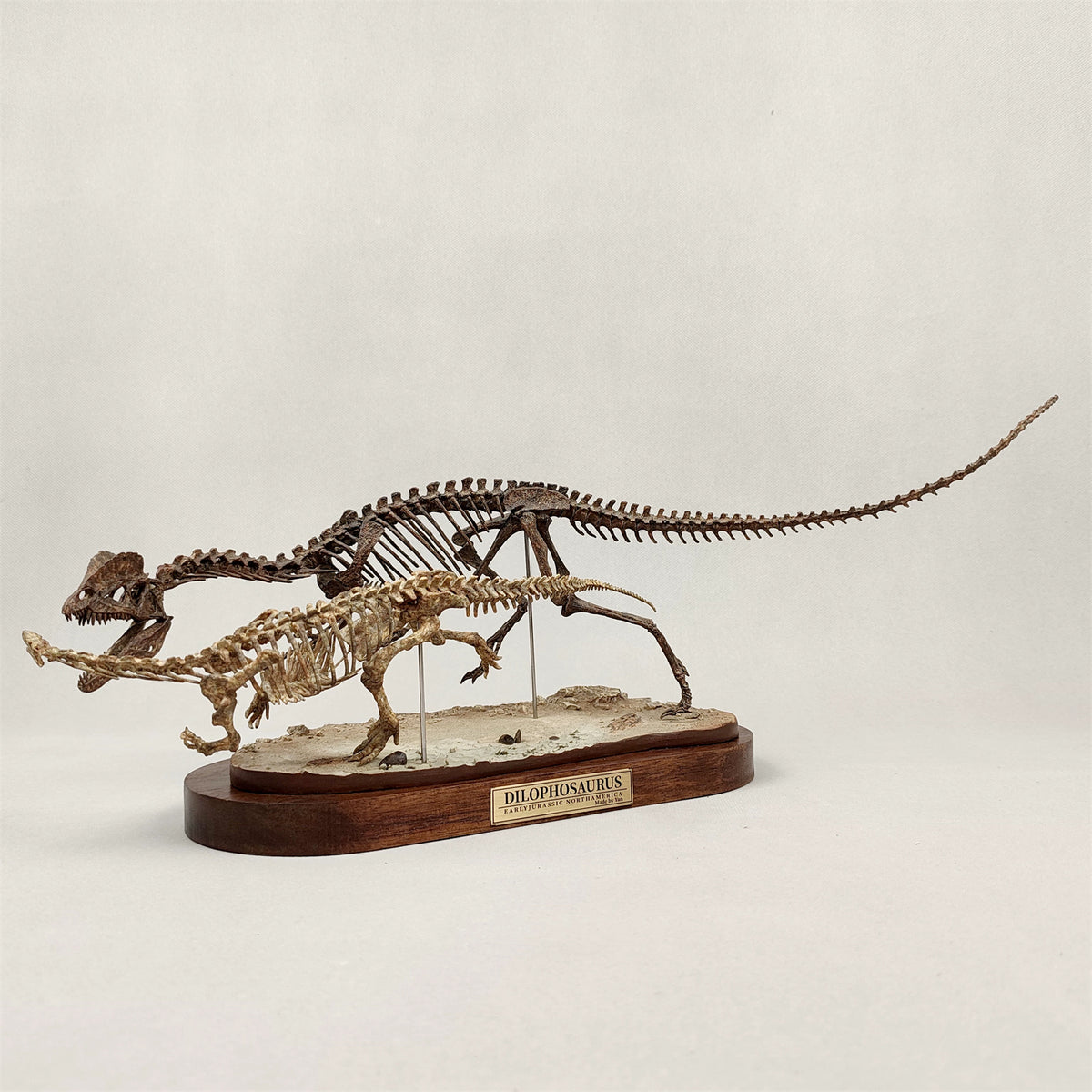 3D Printed 1:10 Scale Dilophosaurus Hunting Skull Model