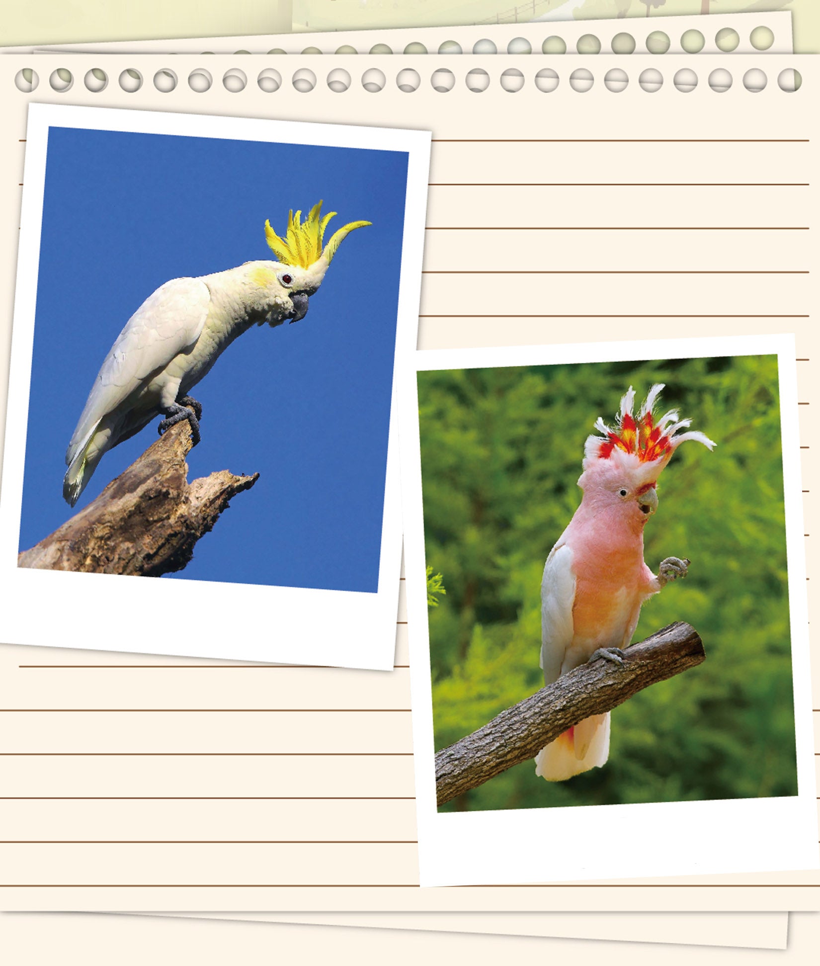 Cacatua Leadbeateri & Cacatua Galerita Parrot Model