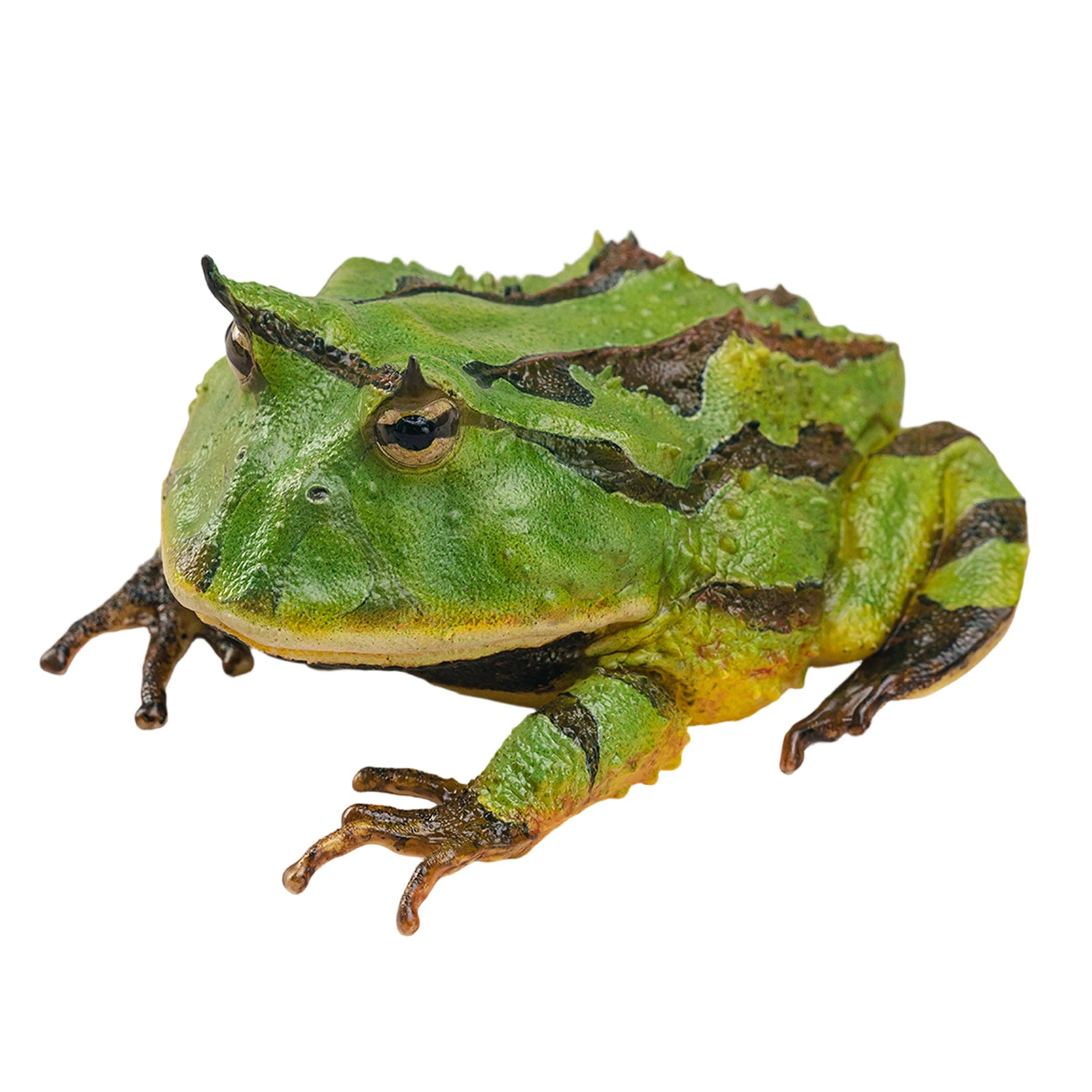 Surinam Horned Frog Model Ceratophrys Cornuta Figure