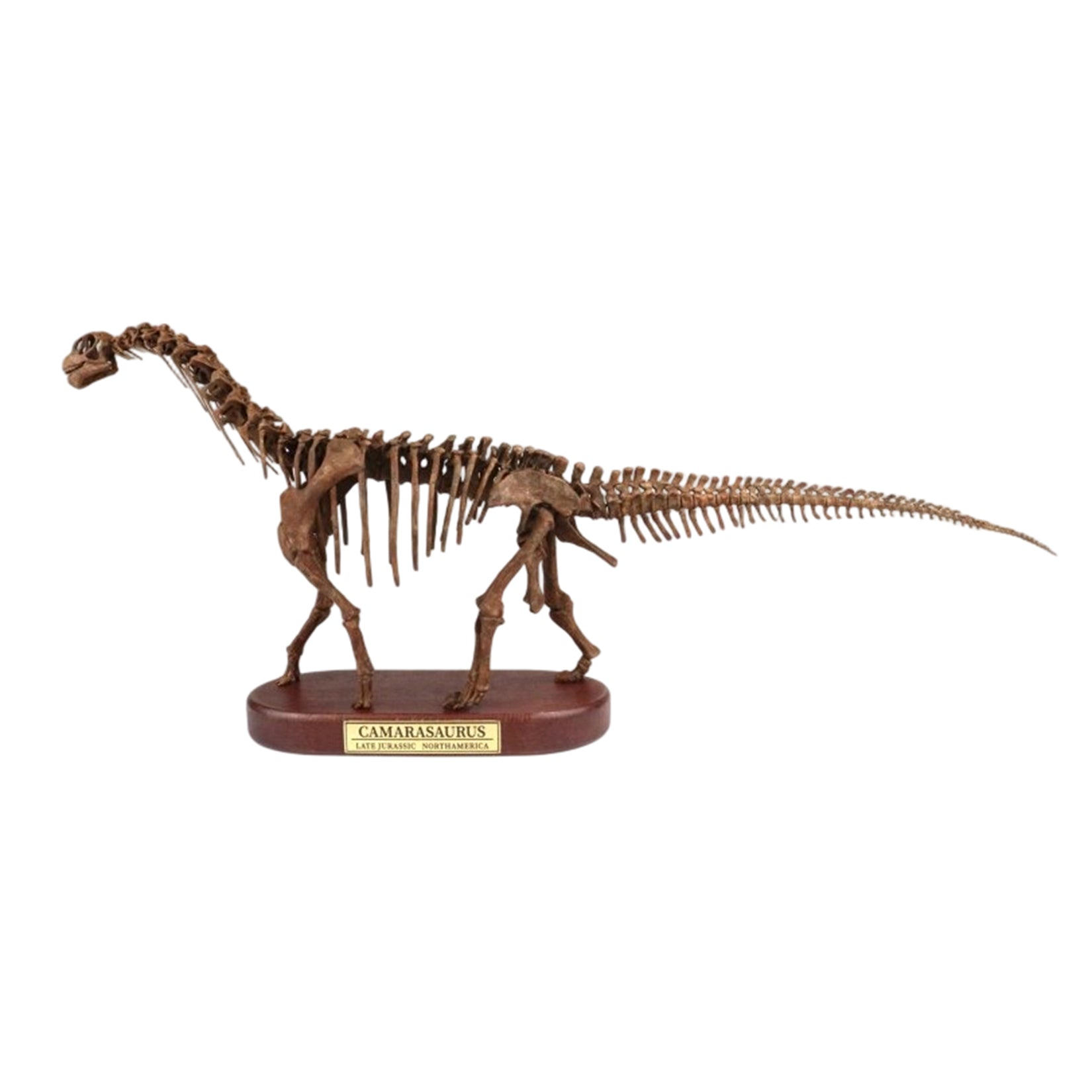 1:35 Scale 3D Printed Camarasaurus Skeleton Dinosaur Figurine