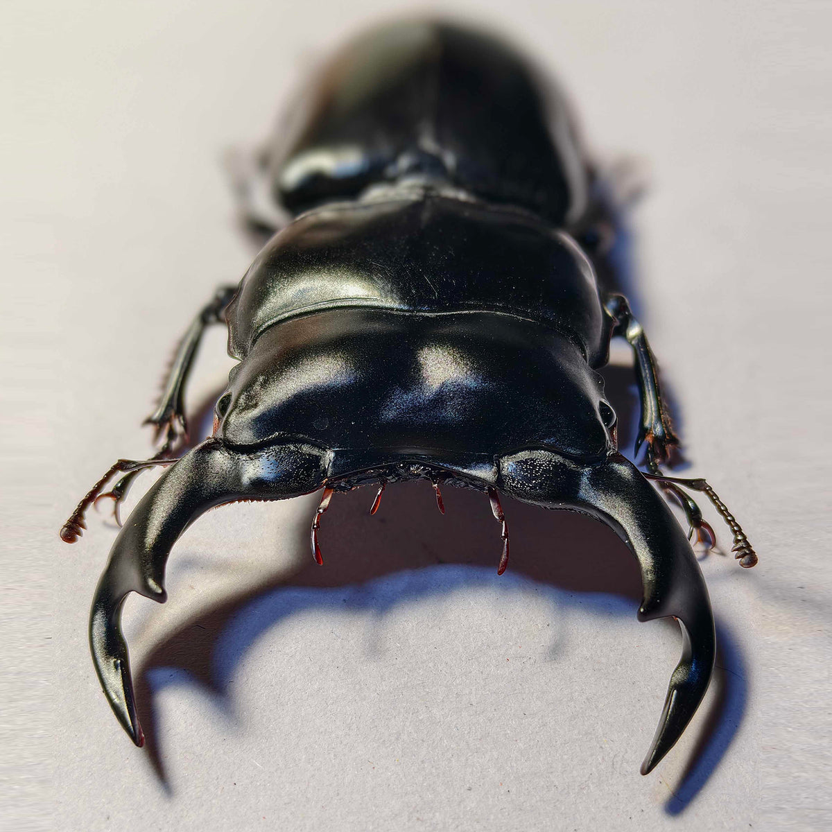 Dorcus Antaeus Fridge Insect Figure Magnet Model