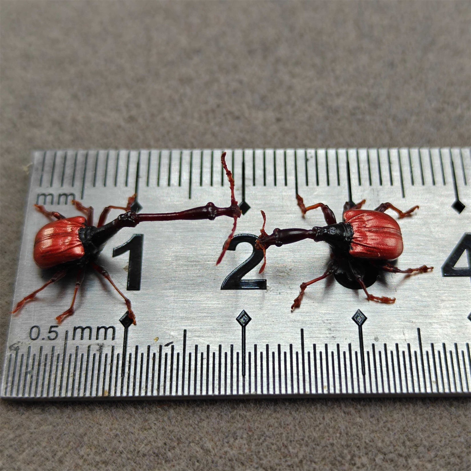 Trachelophorus Giraffa Insect Model