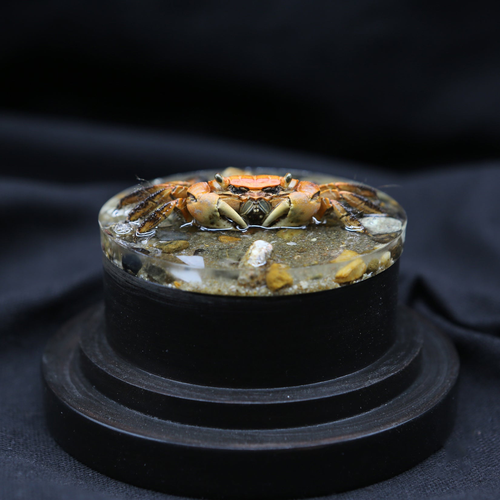 Red-Clawed Sesarmid Crab Model