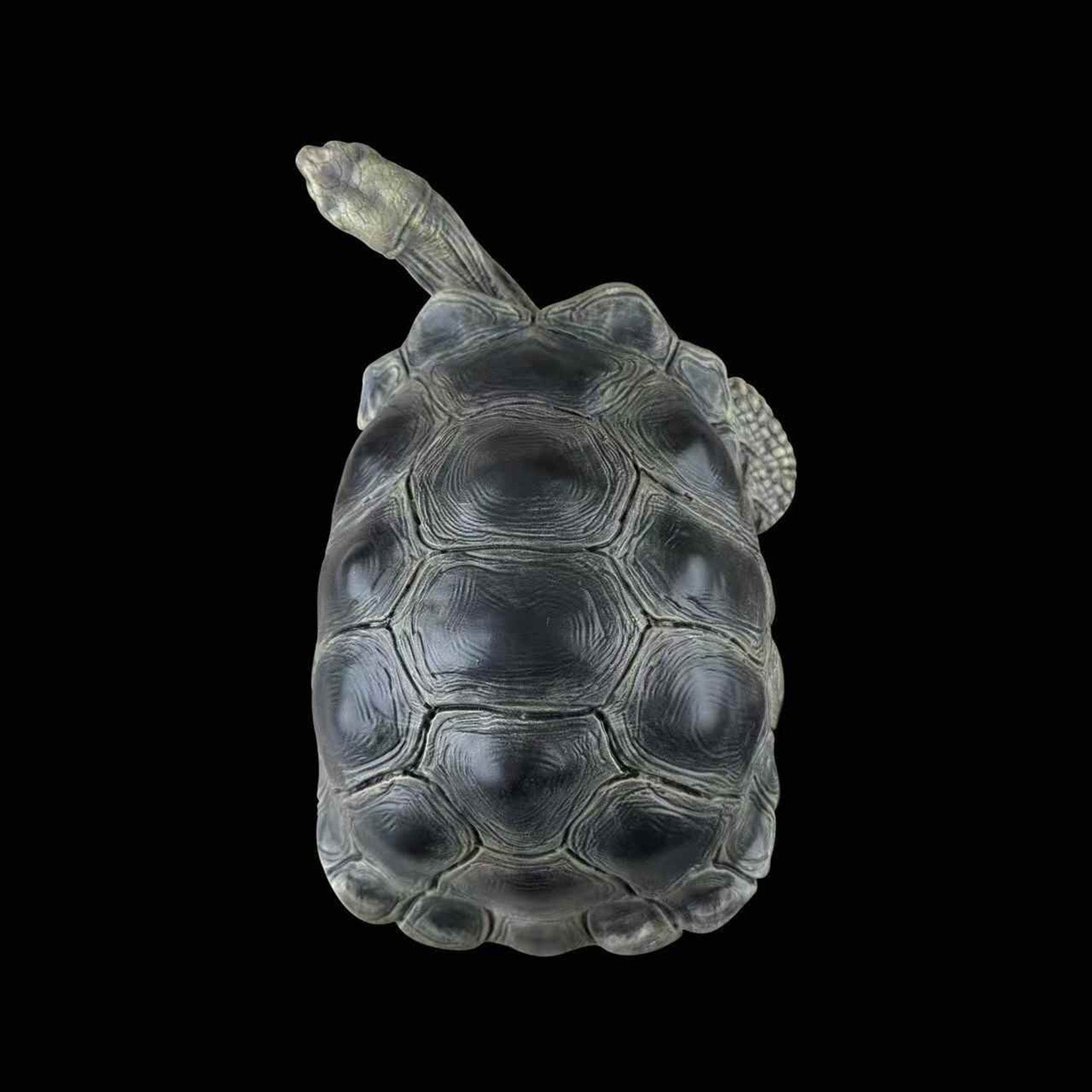 BOWUZHI Studio Chelonoidis Galapagoensis Turtle Model