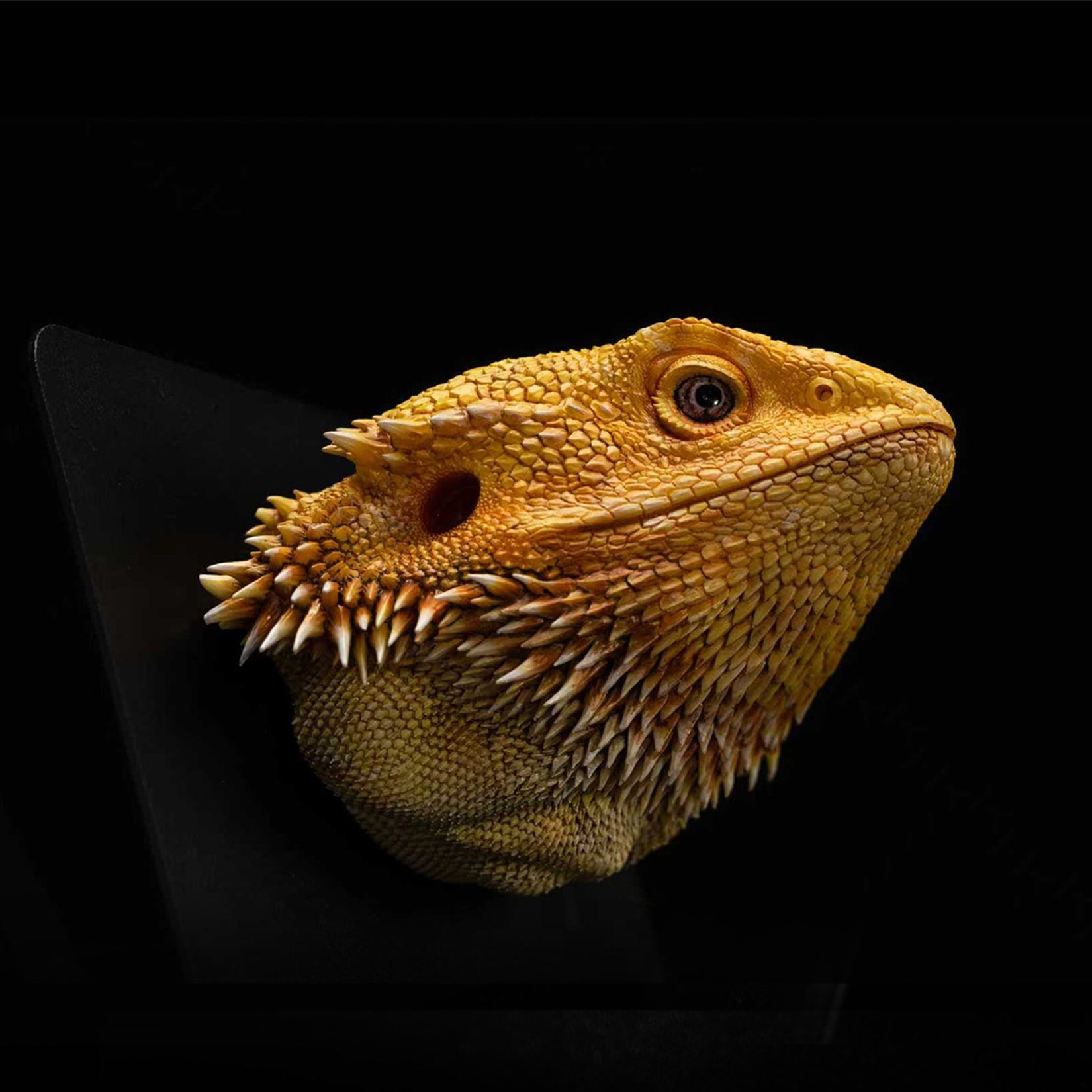 Pogona Vitticeps Head Model
