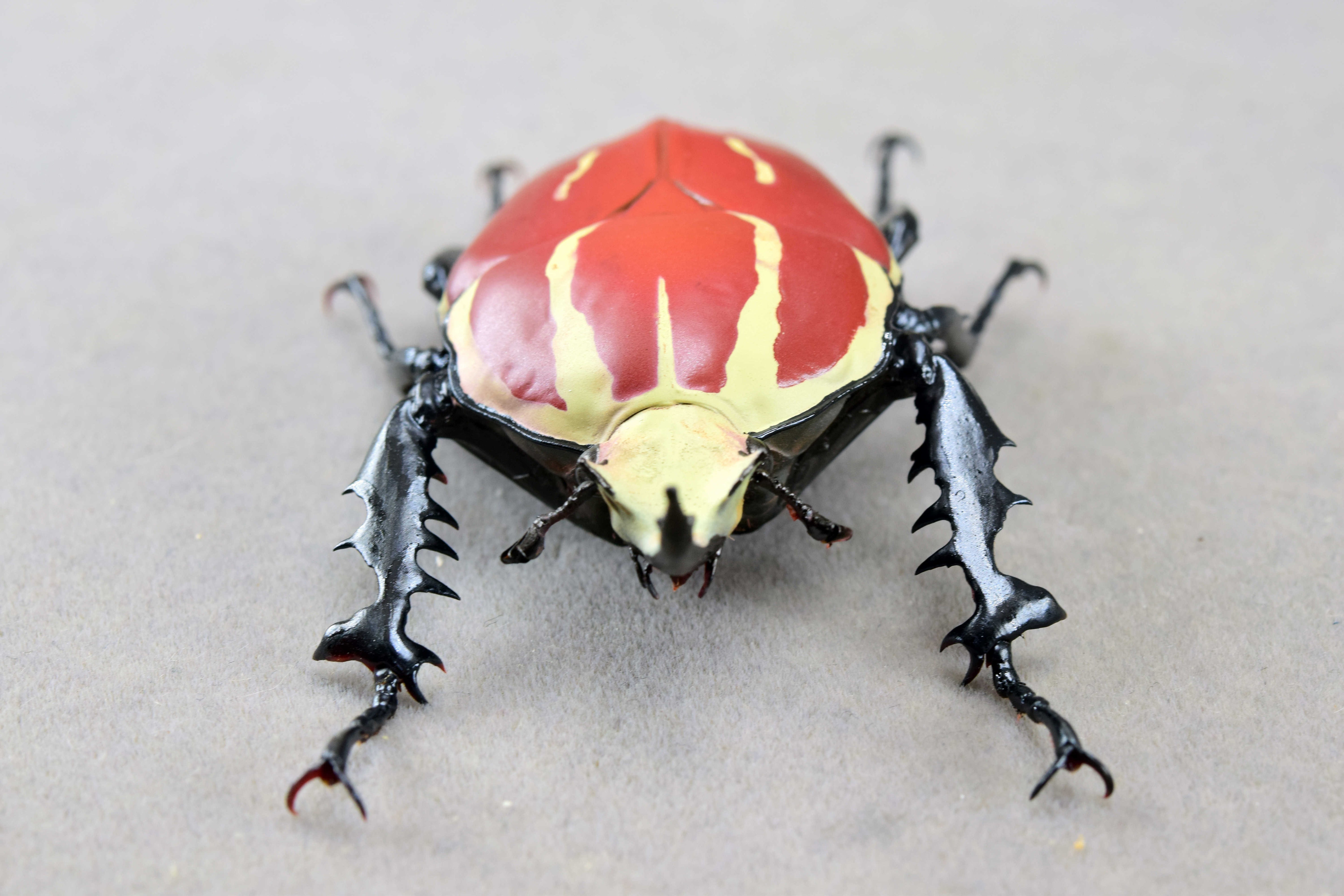 Wunderschöne Chemiepuppe im Maßstab 1:6