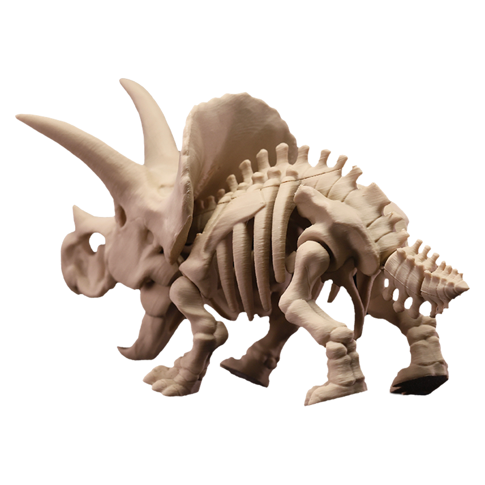Triceratops Dinosaur Skeleton Figure