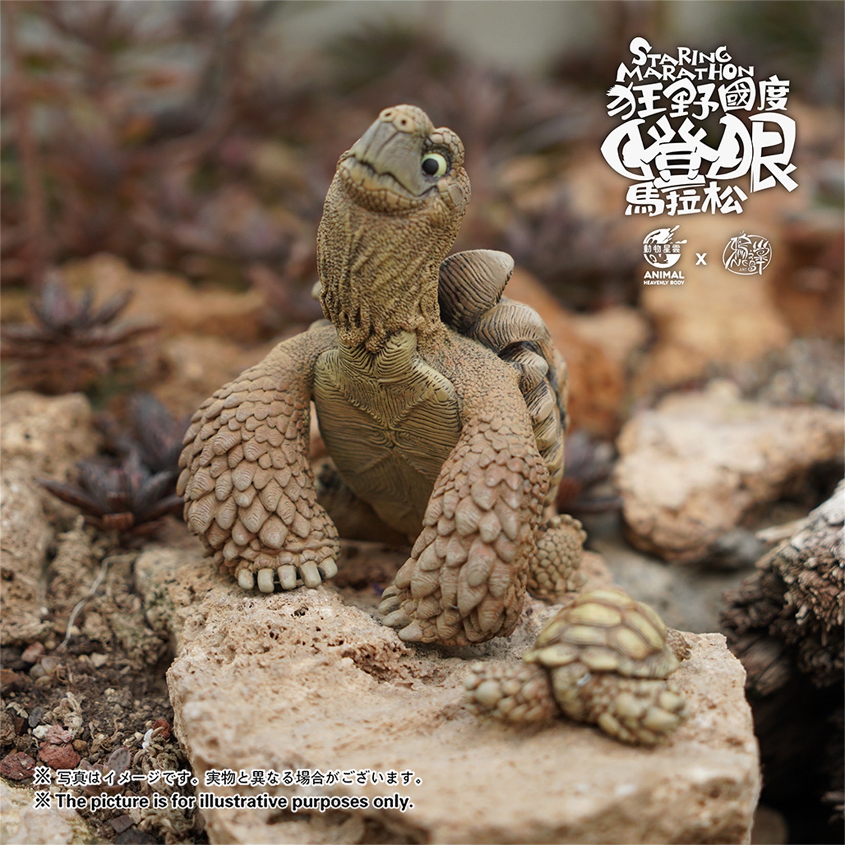 Centrochelys Sulcata Model