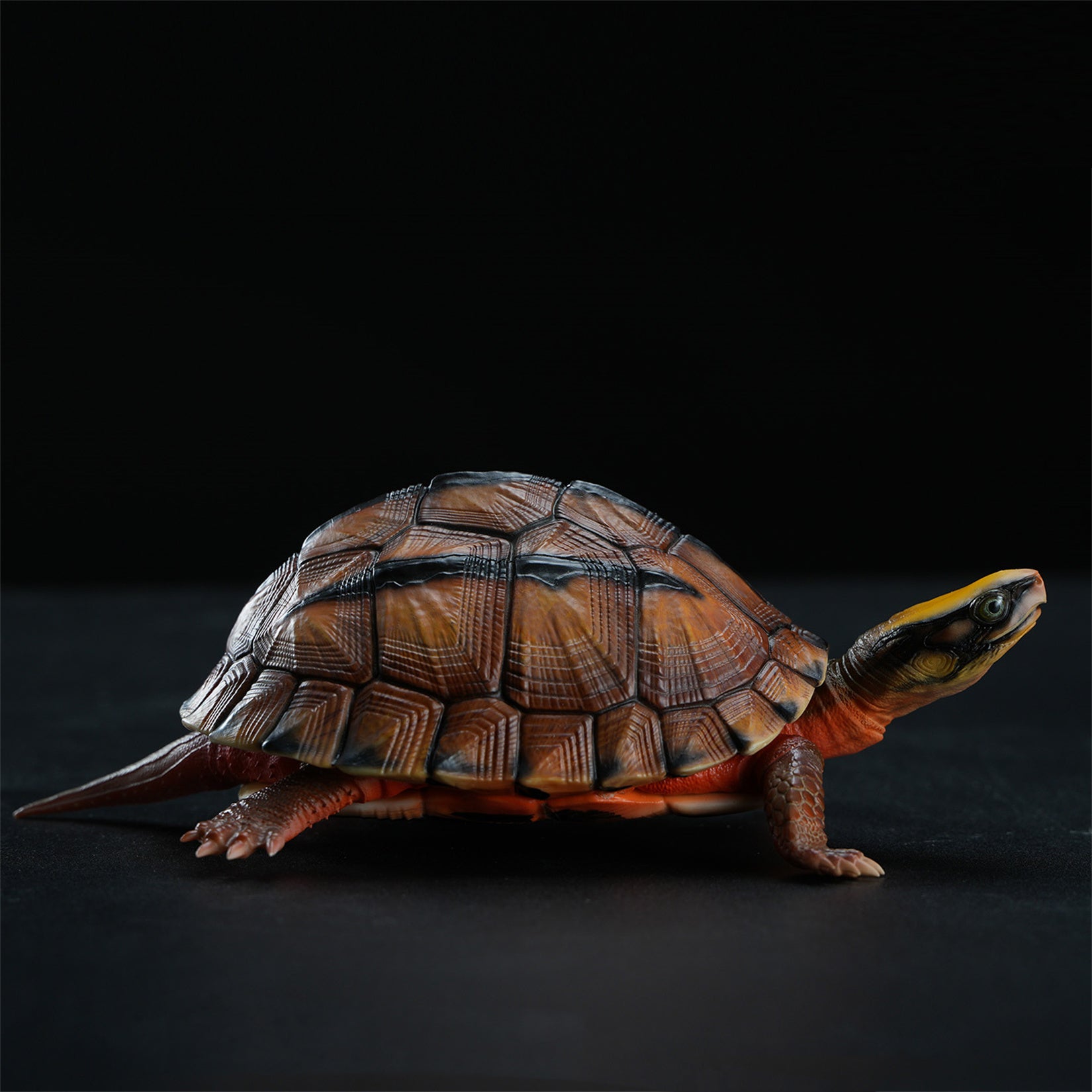 Chinese Three-striped Box Turtle Model