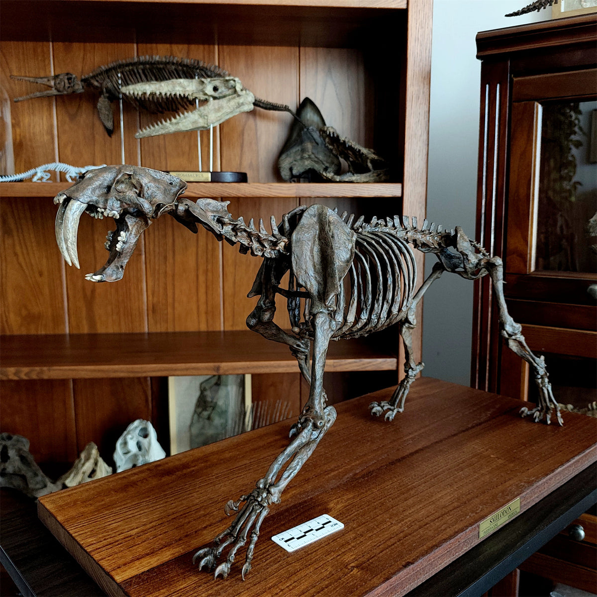3D Printed 1:5 Scale Smilodon Populator Sabre-toothed Tiger Skeleton Model
