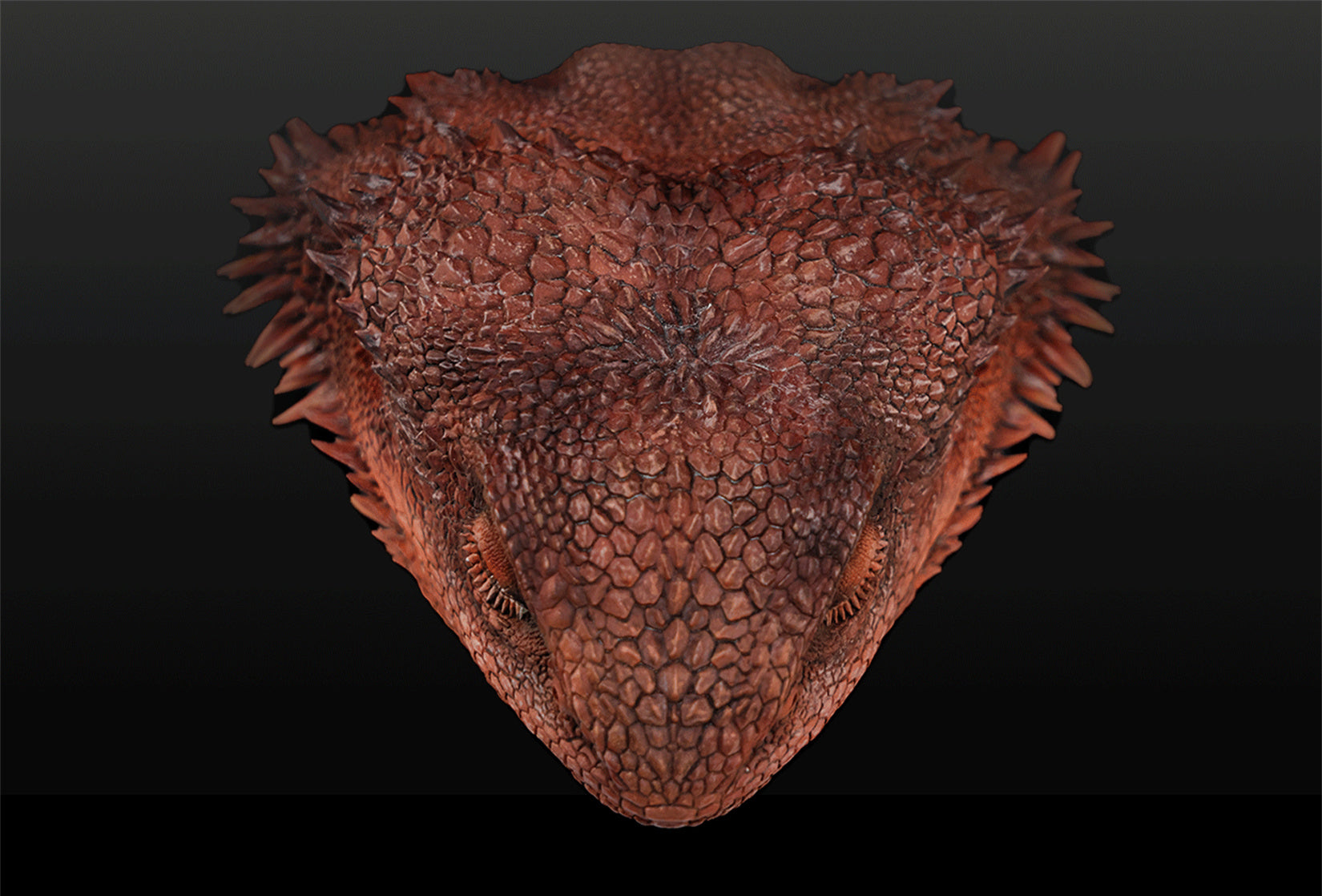 Pogona Vitticeps Head Model