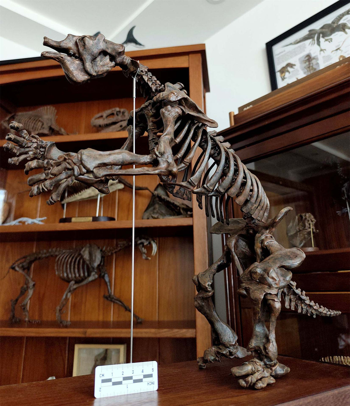 3D Printed 1:10 Scale Large Megatherium Skull Model