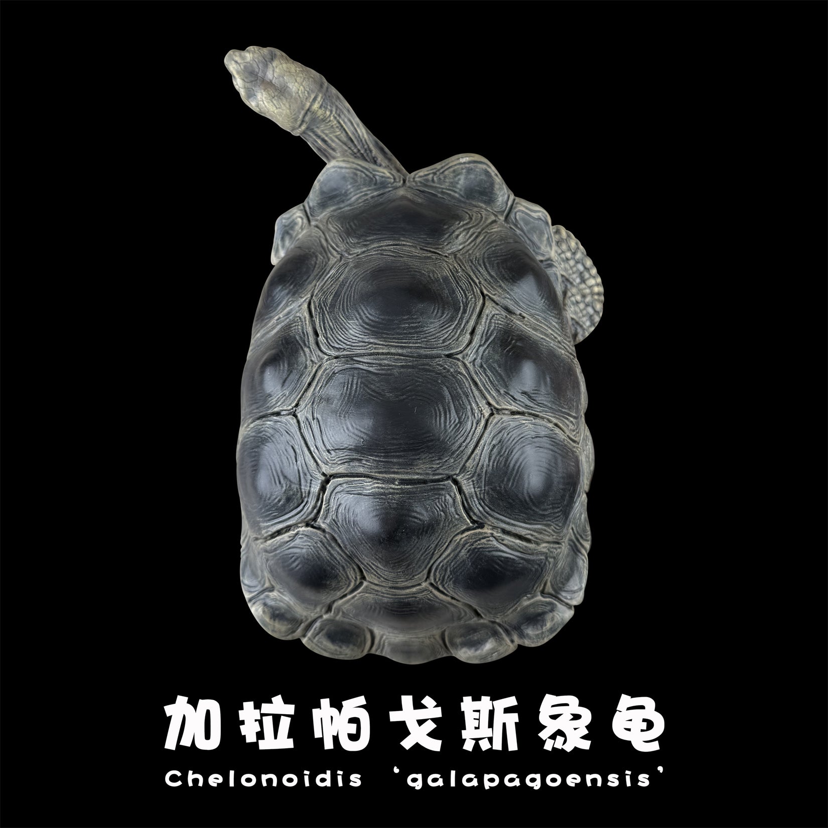 BOWUZHI Studio Plus Chelonoidis Galapagoensis Model