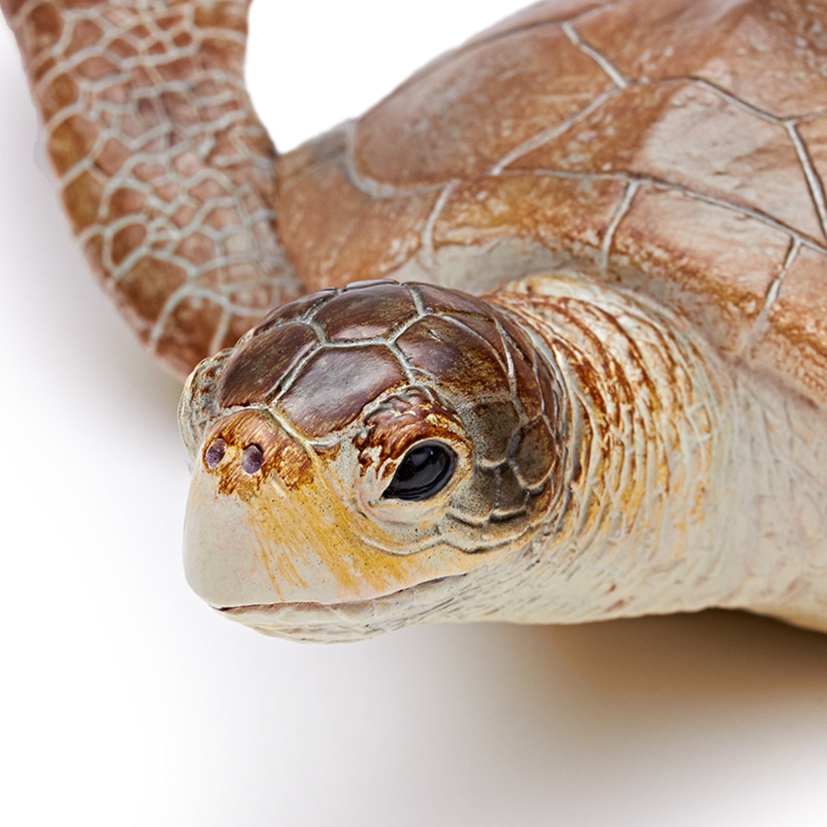 RECUR Sea Turtle Model
