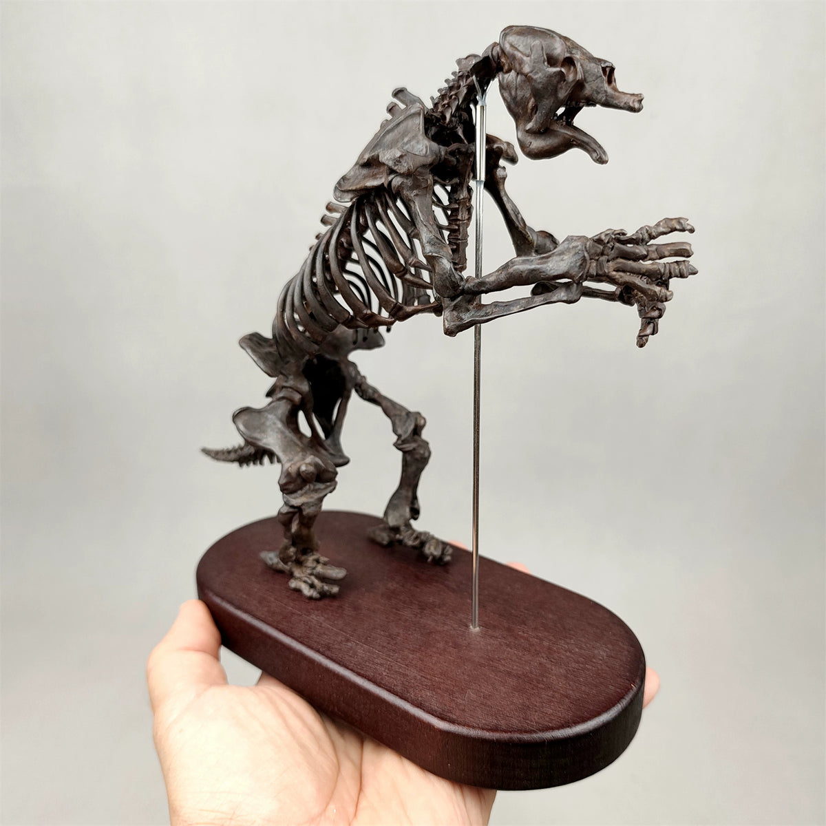 3D Printed 1:20 Scale Megatherium Skeleton Model