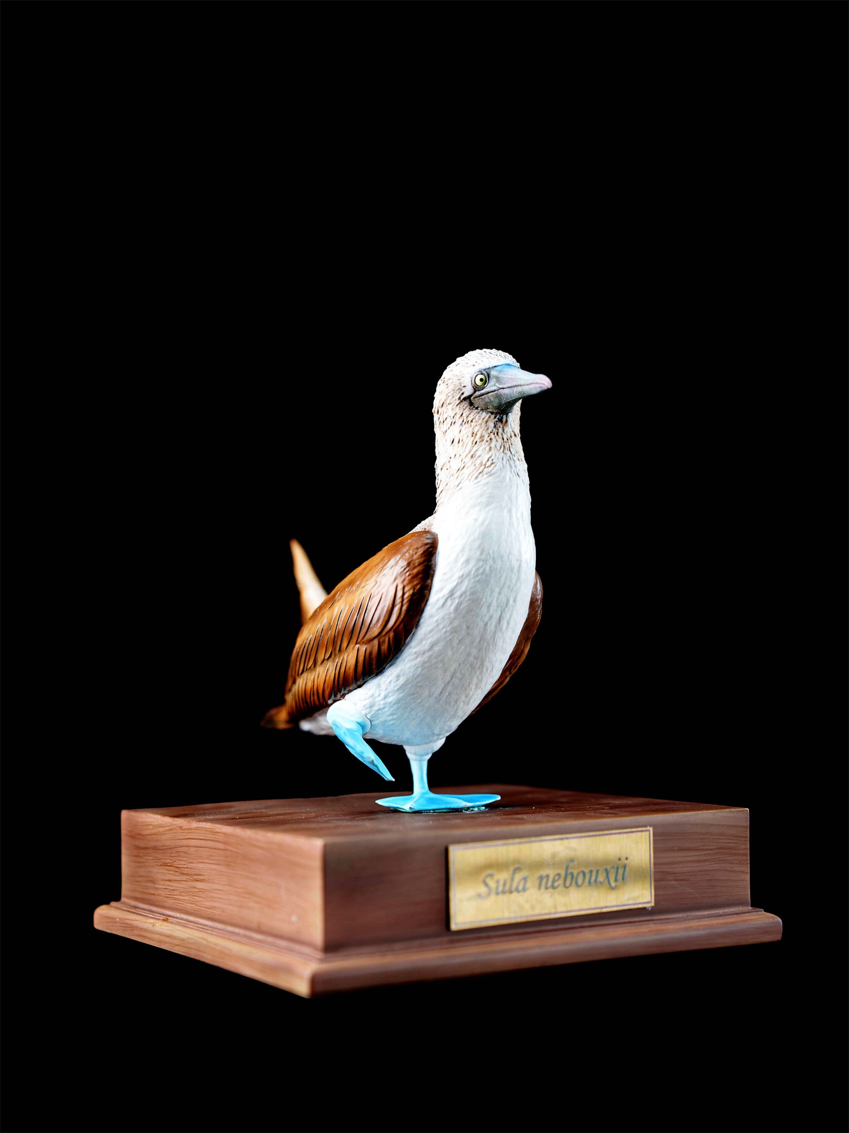 Schildkröten-Serie Tiermodell