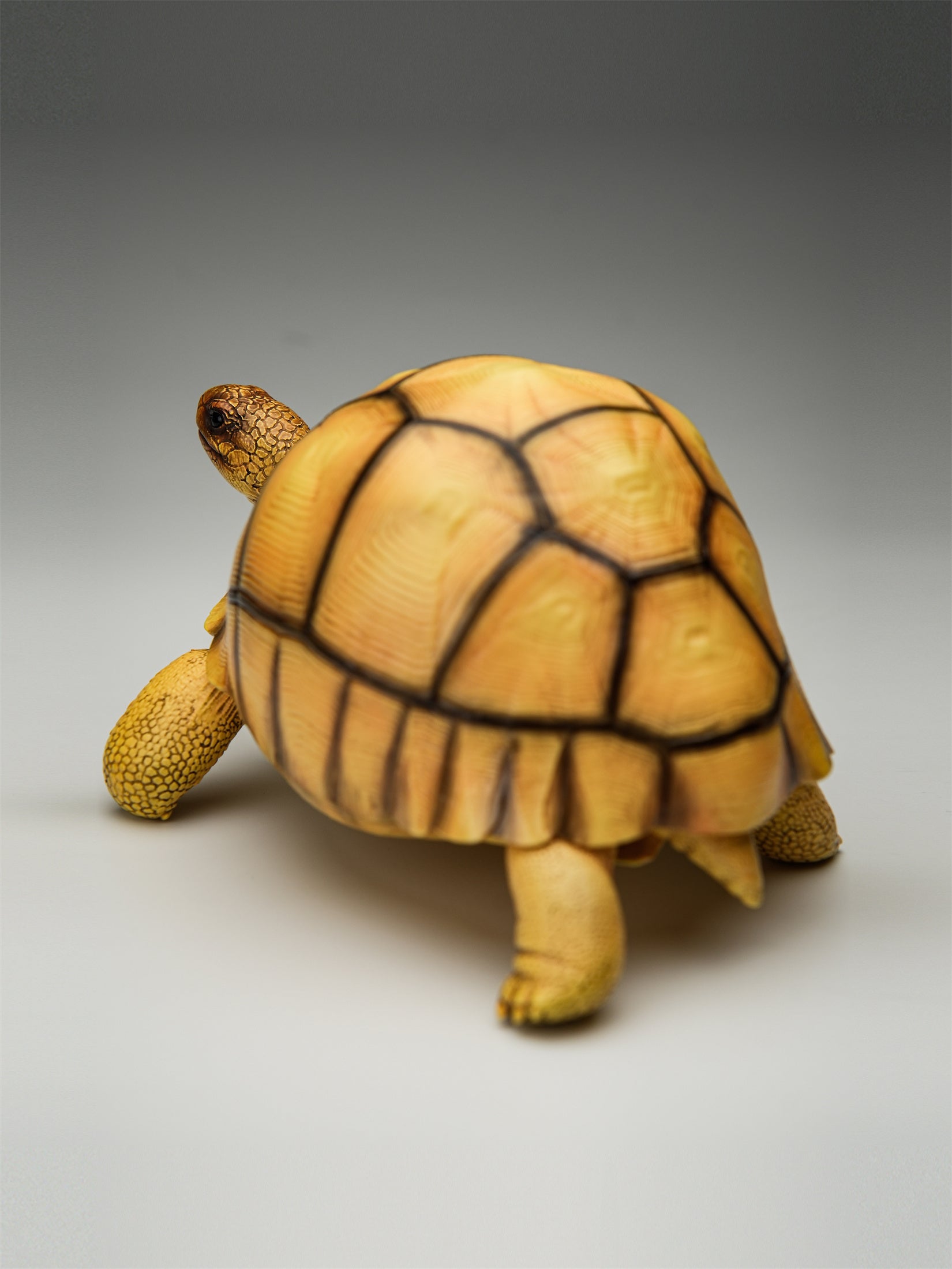 Angonoka Model
