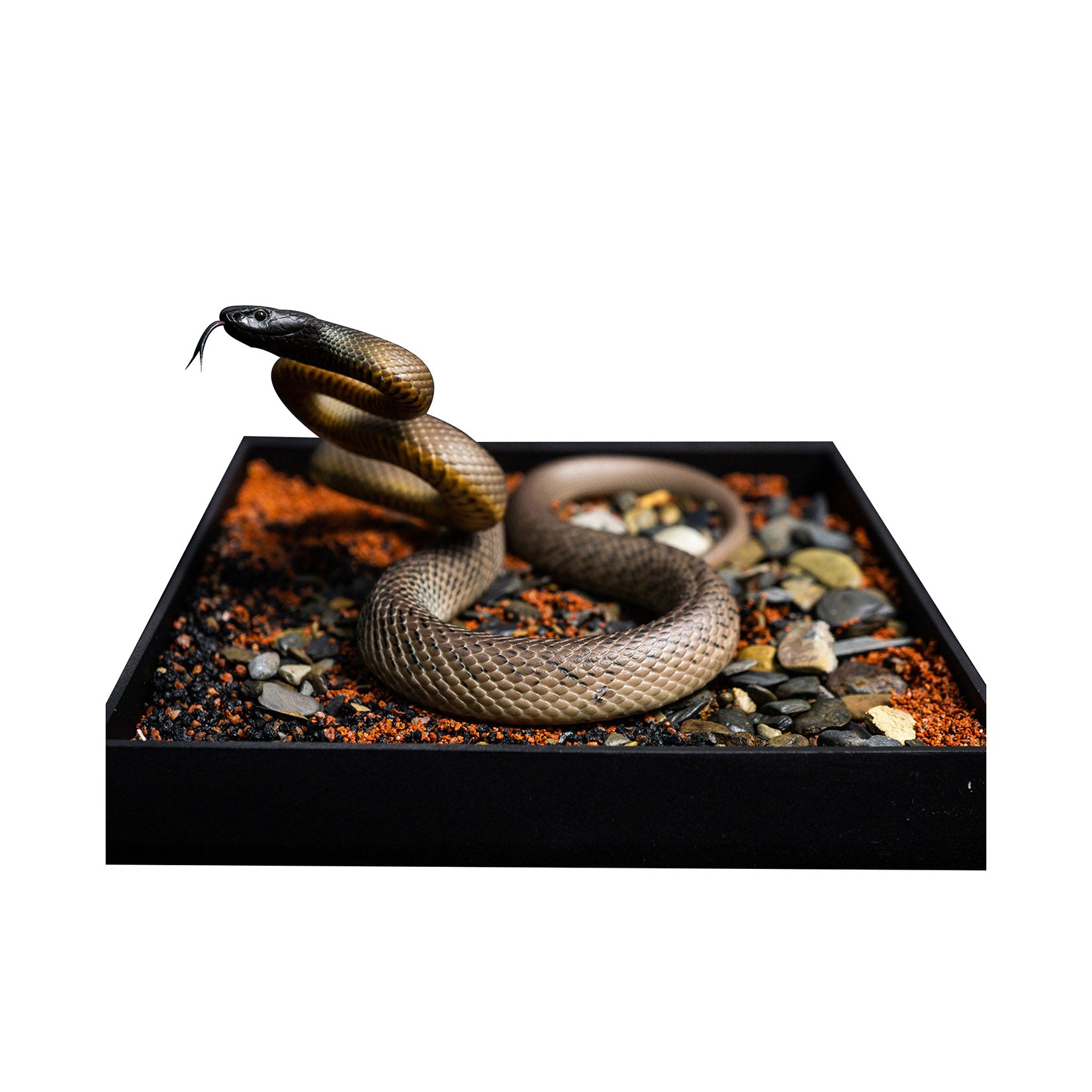 Snake Gorge Inland taipan Model