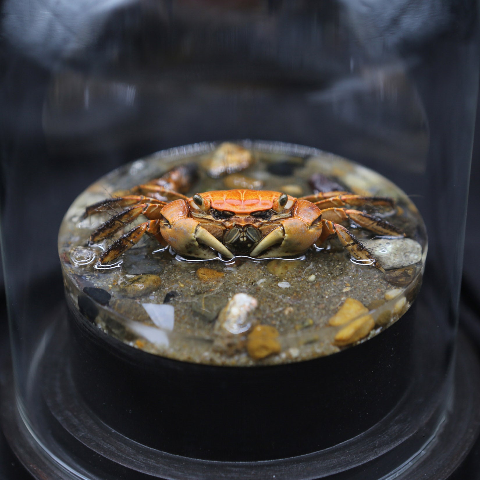 Red-Clawed Sesarmid Crab Model