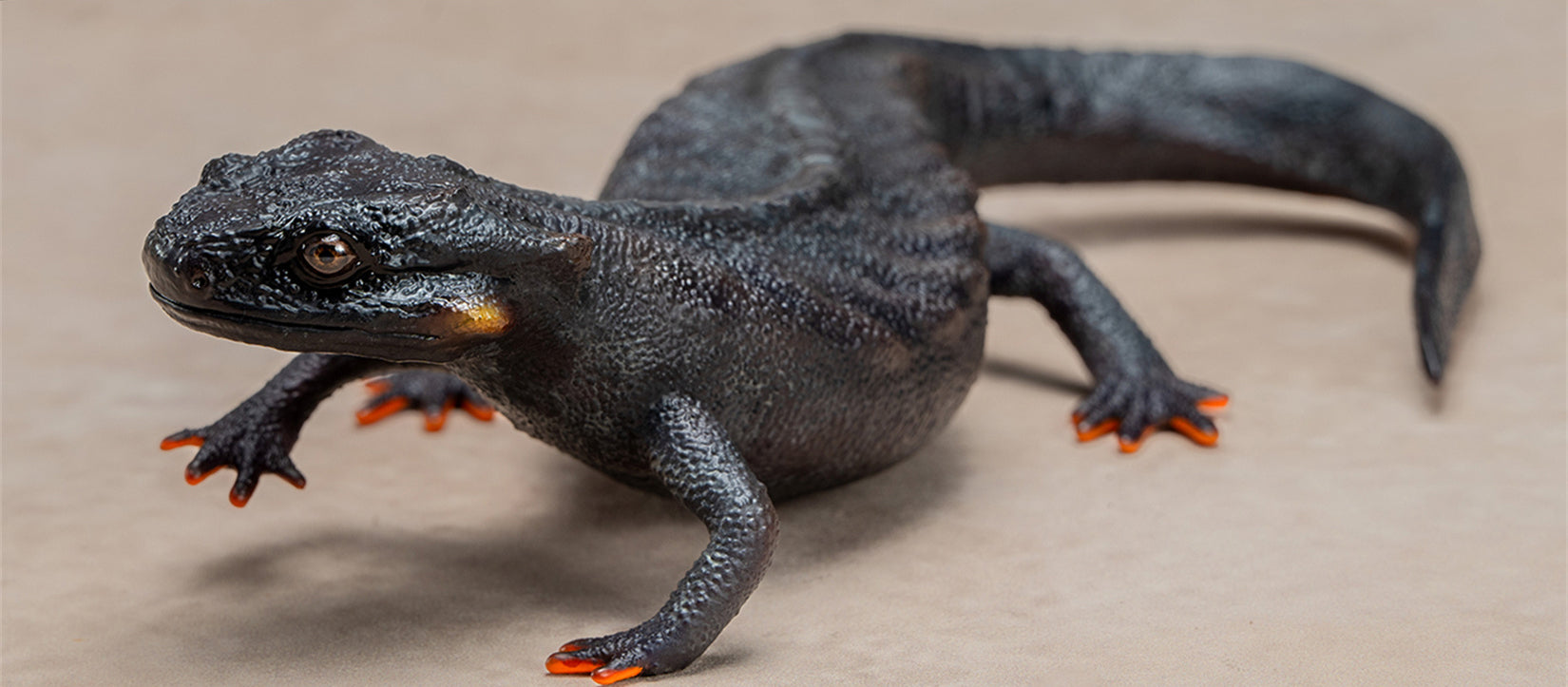 Echinotriton Chinhaiensis Model