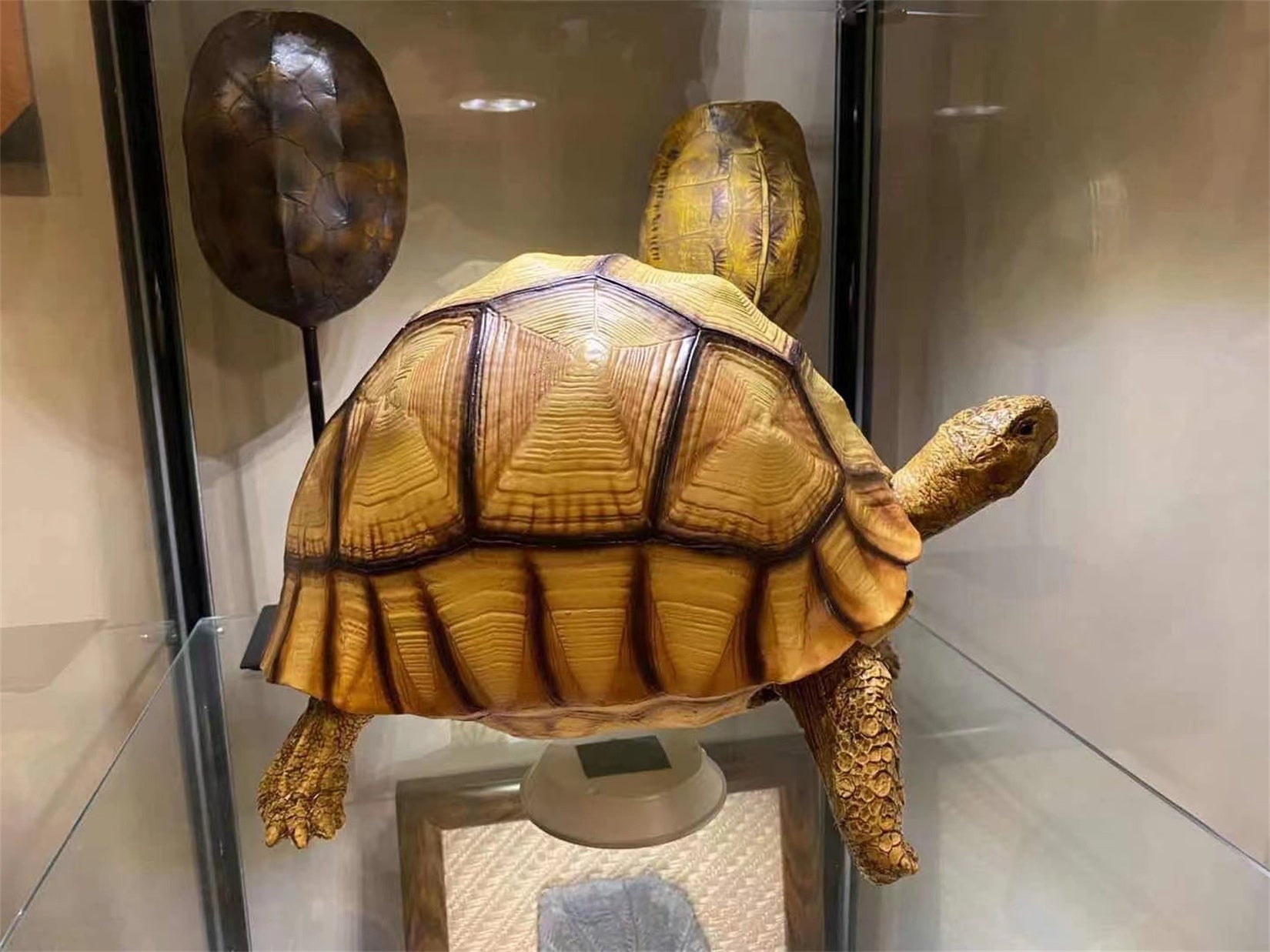 Astrochelys Yniphora Model
