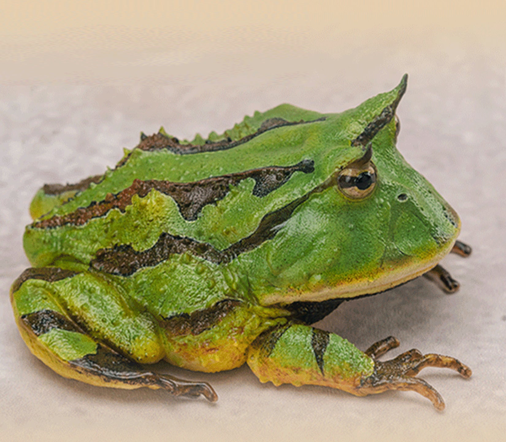 Surinam Horned Frog Model Ceratophrys Cornuta Figure