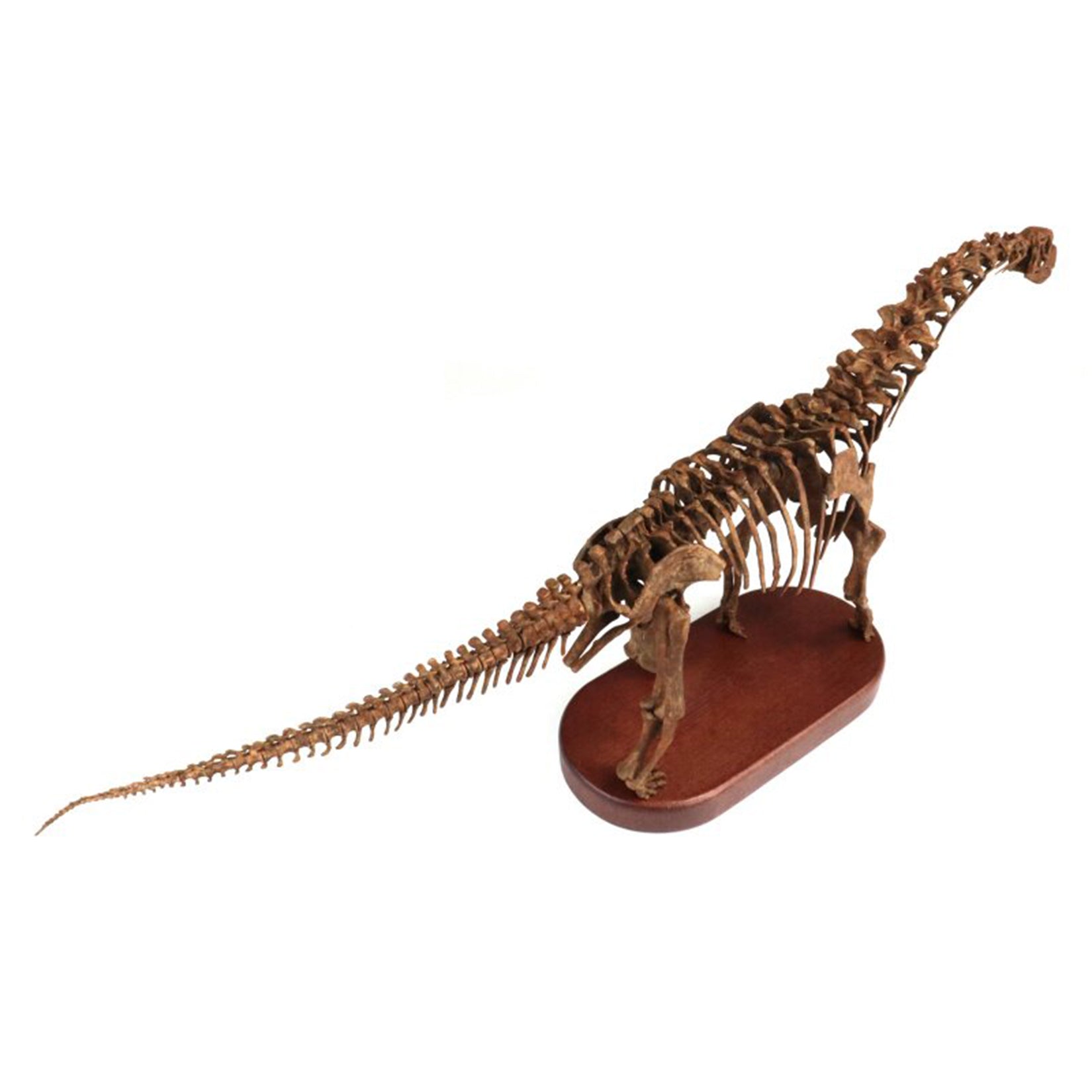 1:35 Scale 3D Printed Camarasaurus Skeleton Dinosaur Figurine