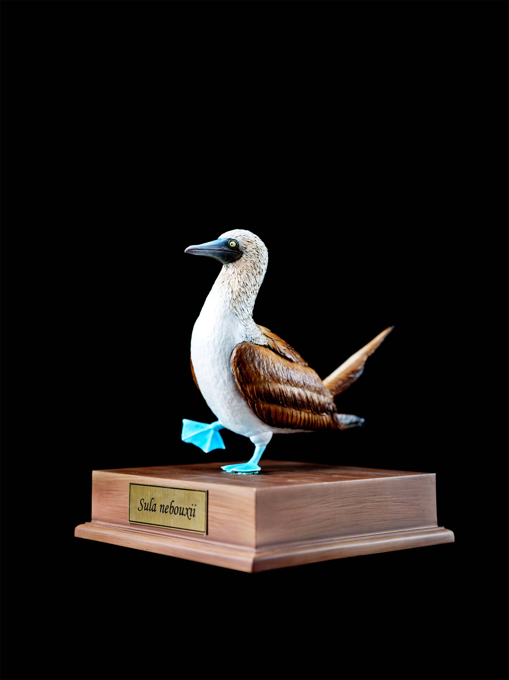 Schildkröten-Serie Tiermodell