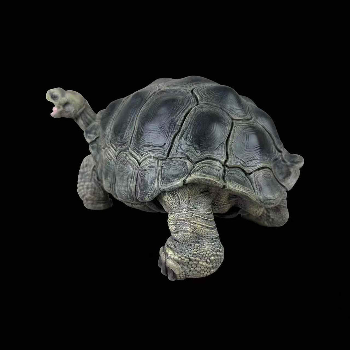 BOWUZHI Studio Chelonoidis Galapagoensis Turtle Model
