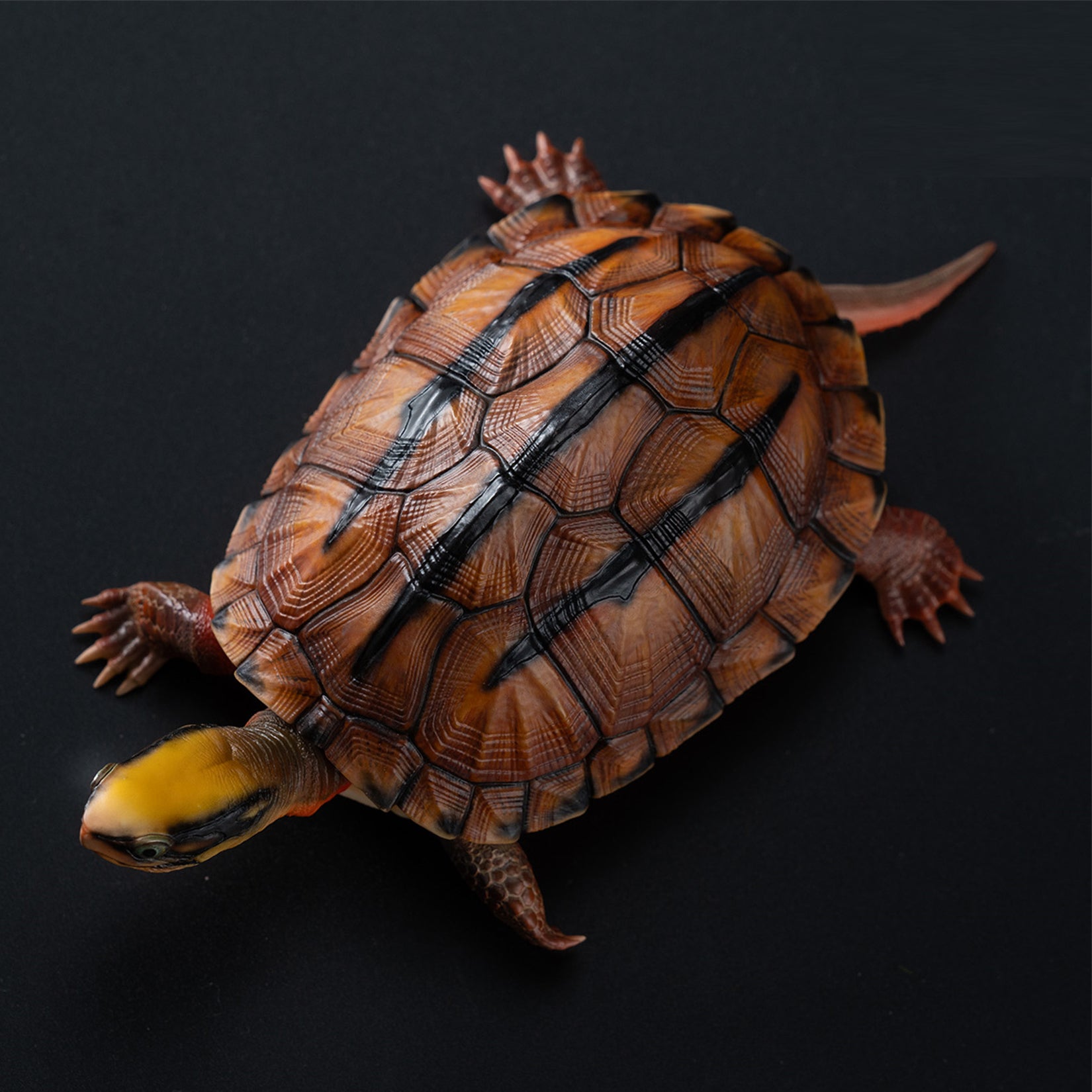 Chinese Three-striped Box Turtle Model