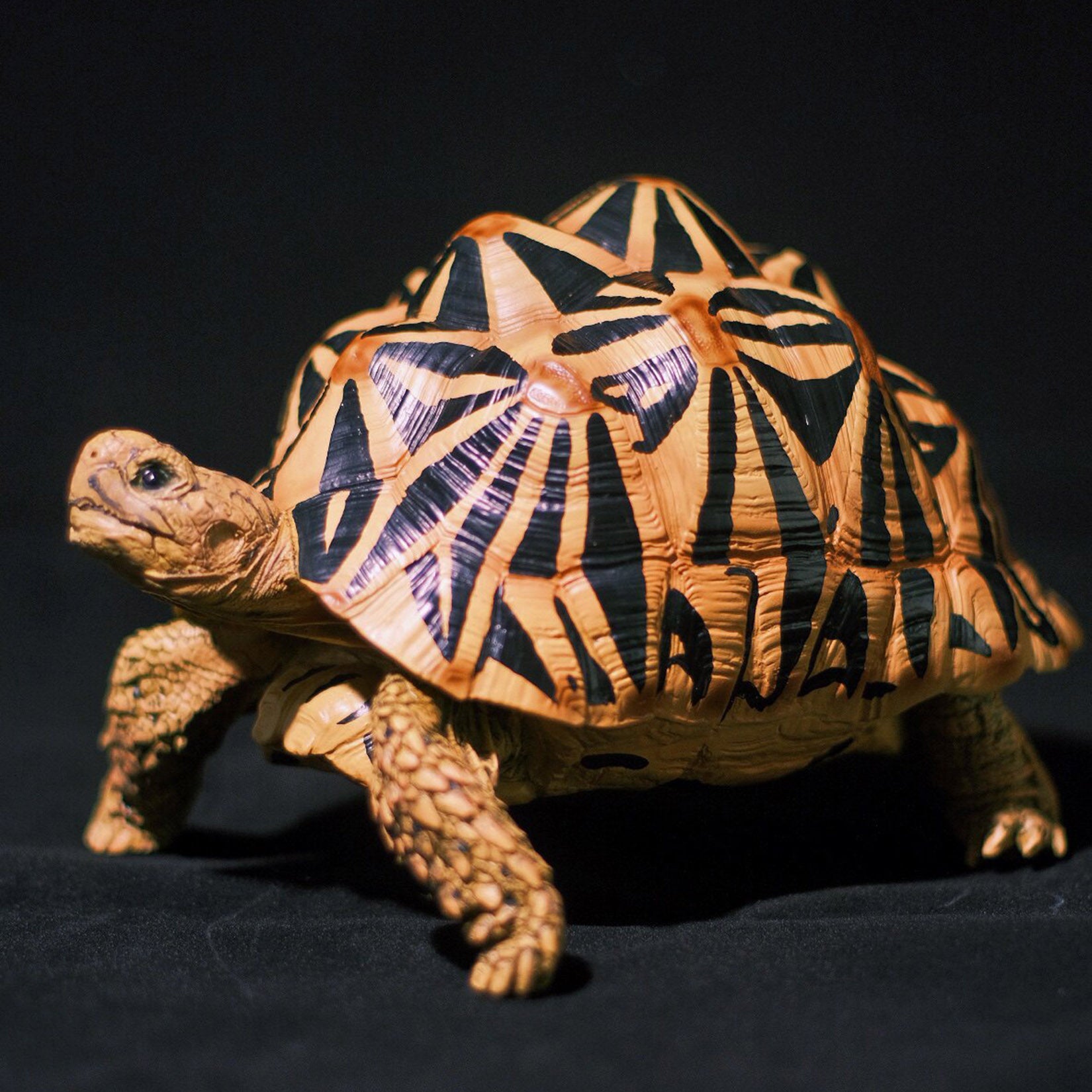 BOWUZHI Studio Star Turtle Model