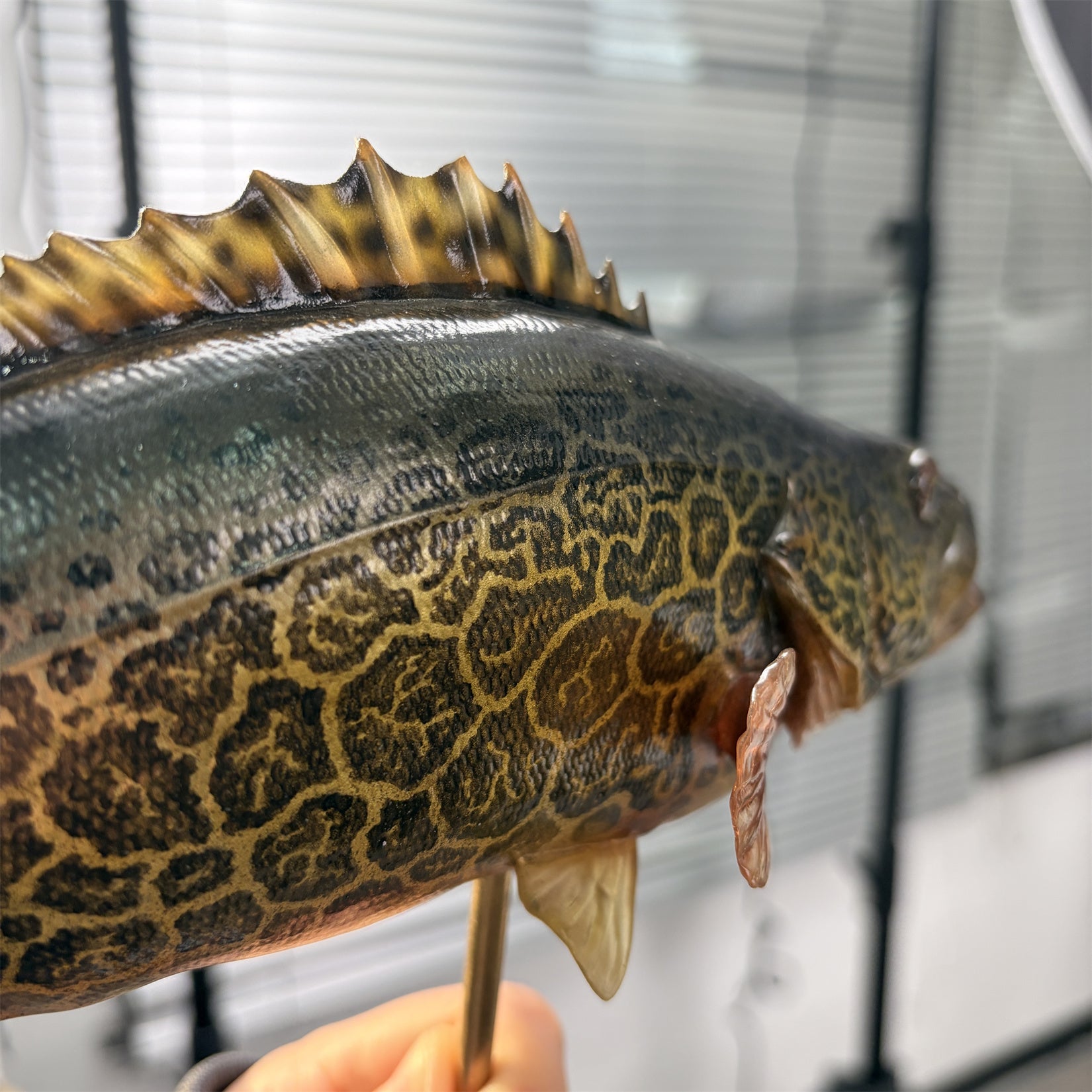 Siniperca Scherzeri Model Fish Figure