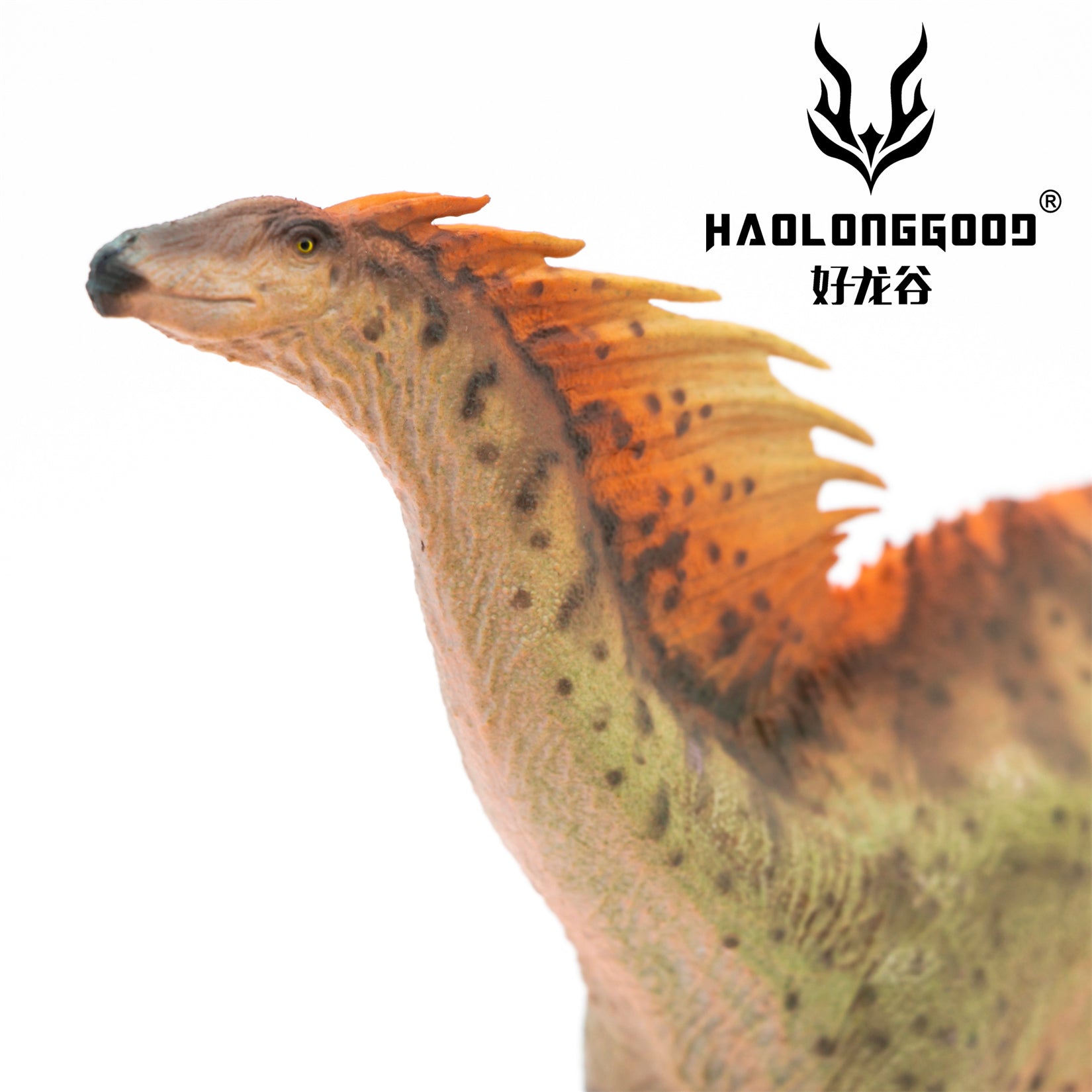 HAOLONGGOOD 1:35 Scale Amargasaurus Model