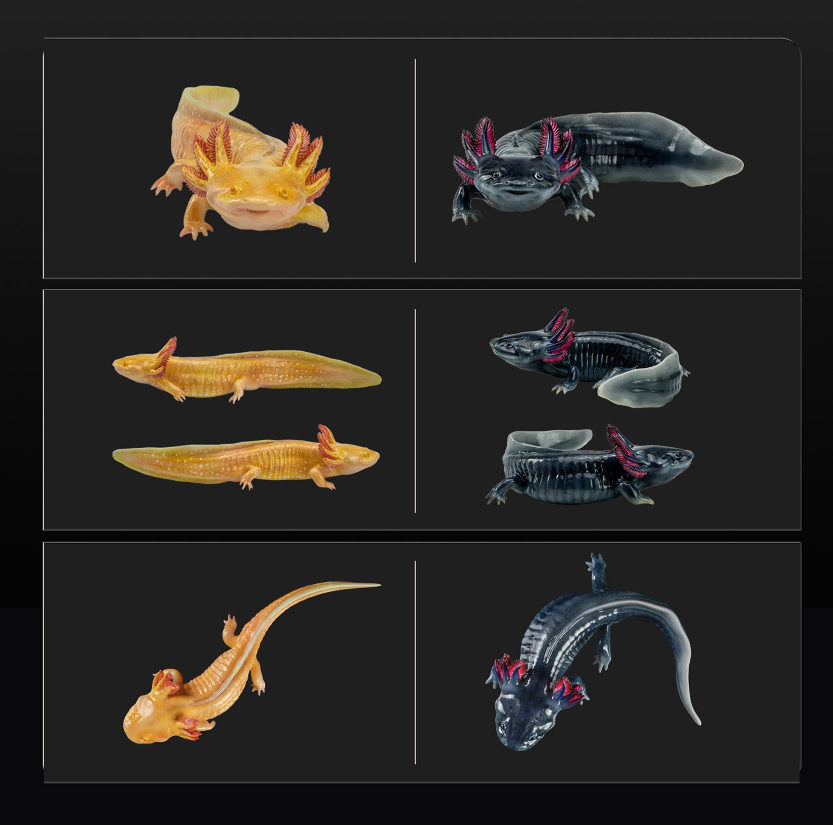 1:2 Scale Ambystoma Mexicanum Model Axolotl Figure