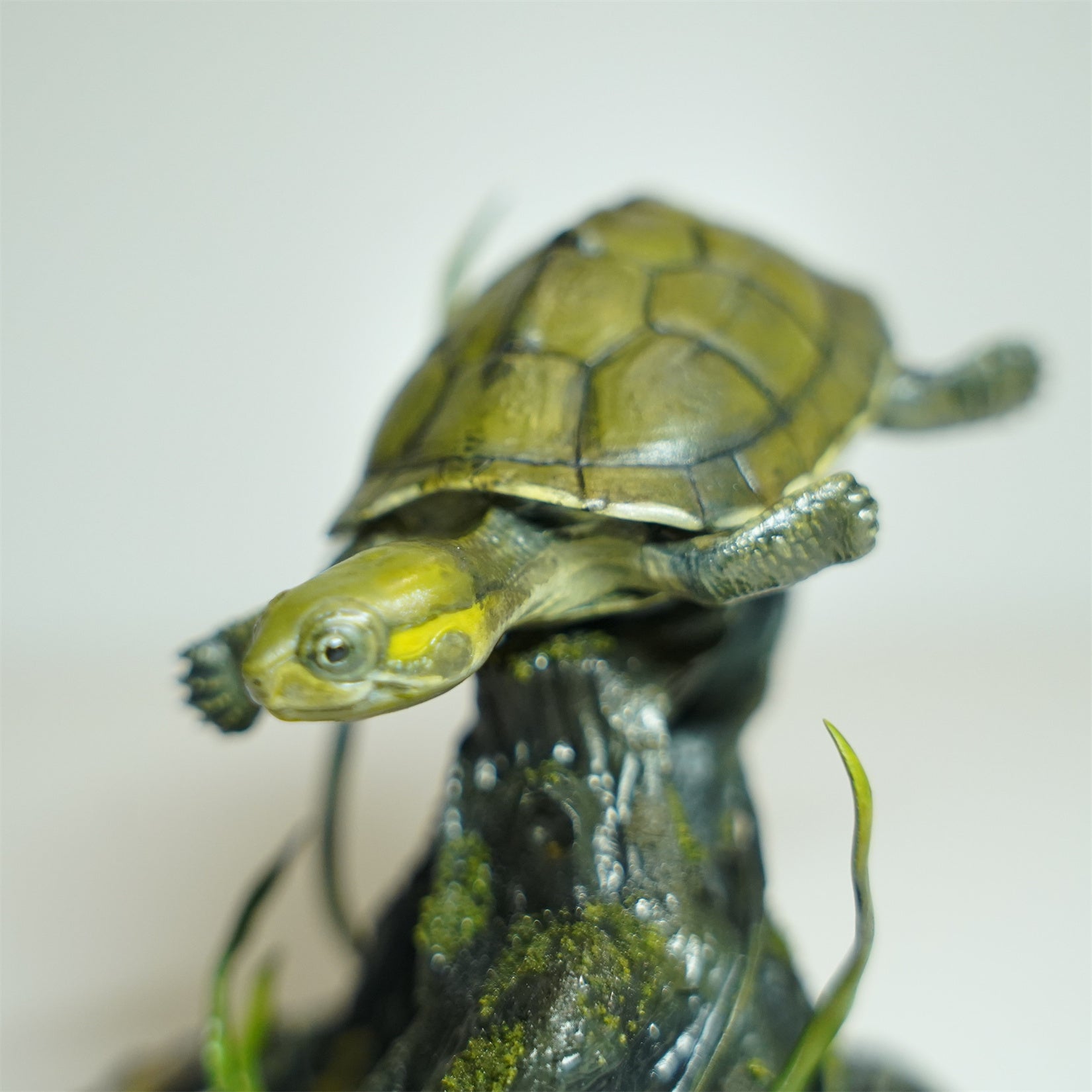 Yellow Pond Turtle Model