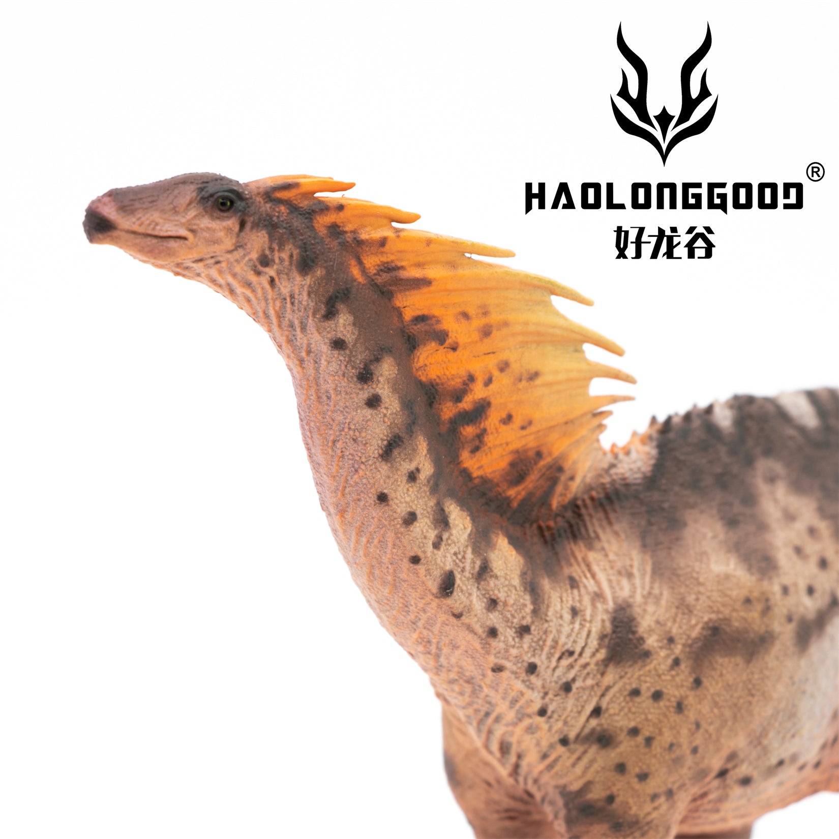 HAOLONGGOOD 1:35 Scale Amargasaurus Model