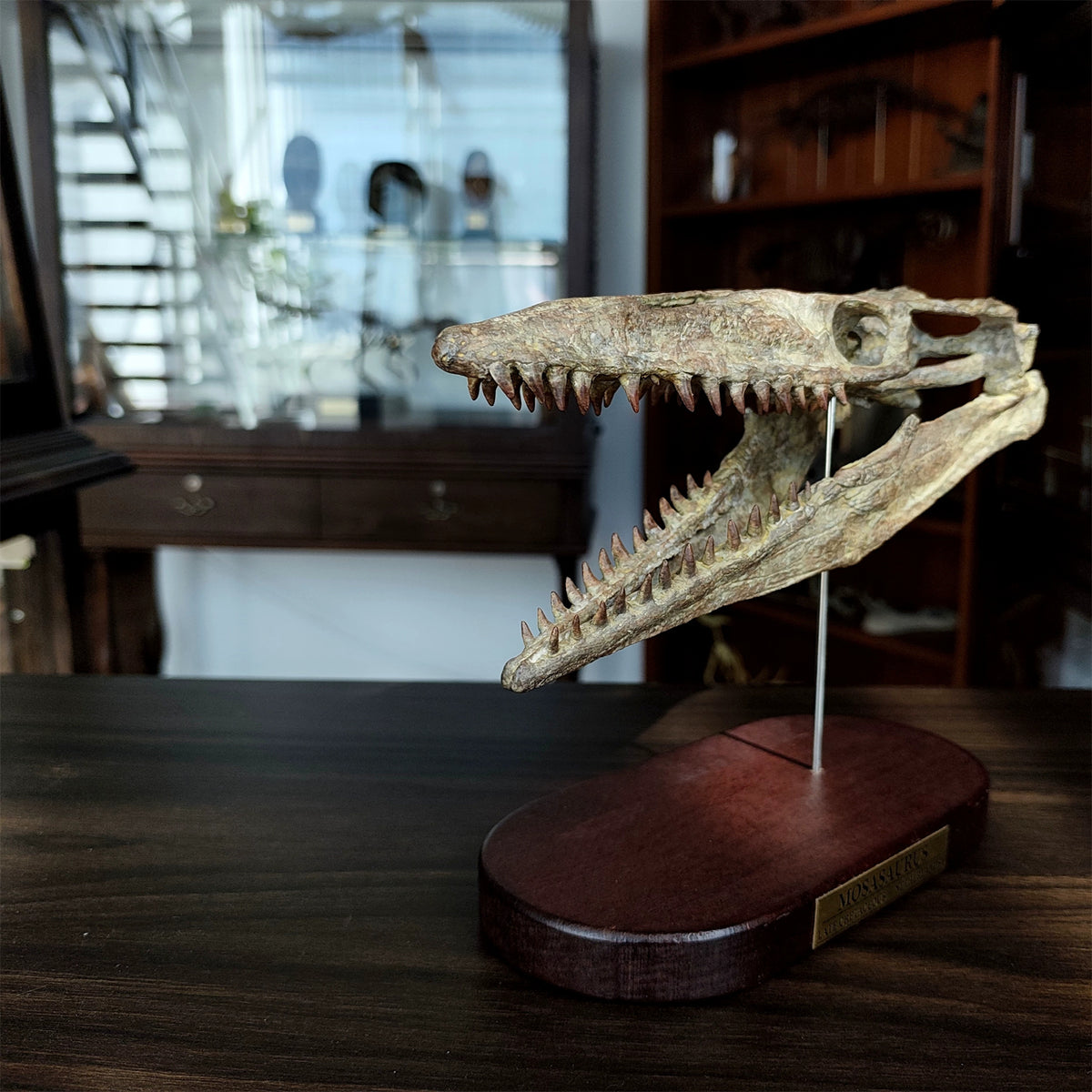 3D Printed 1:6 Scale Mosasaurus Skull Model Dinosaur Scene Decoration