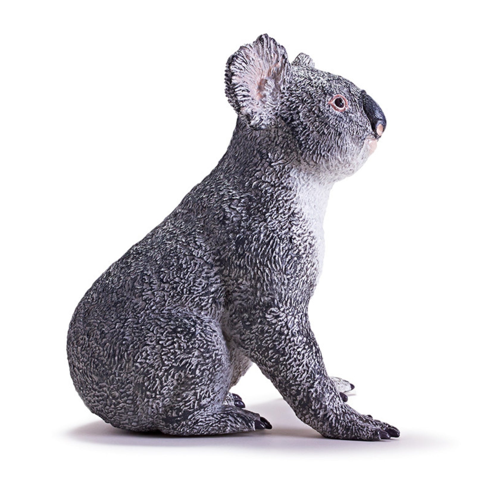 RECUR Koala Animal Model