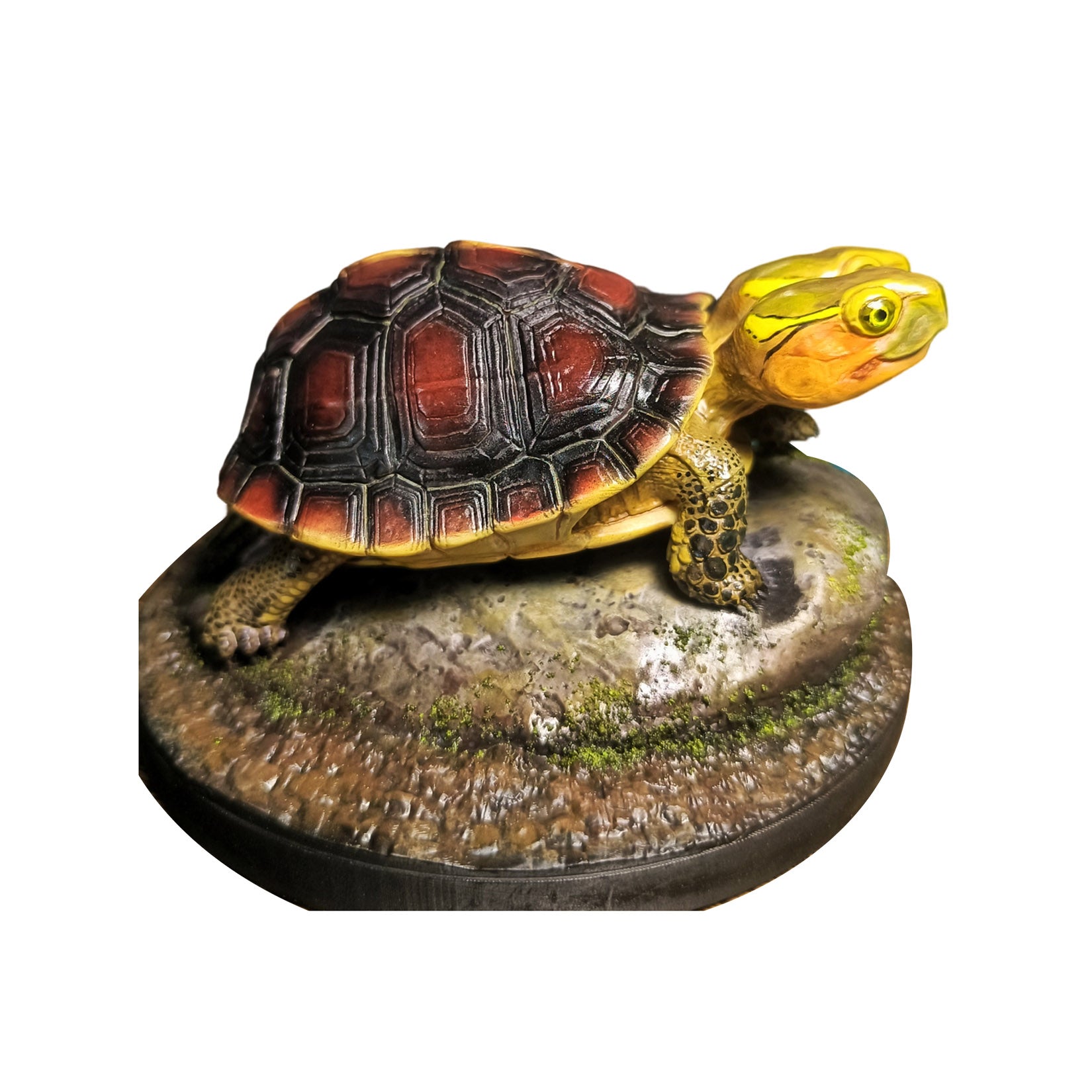 Two-headed Yellow-margined Box Turtle Model
