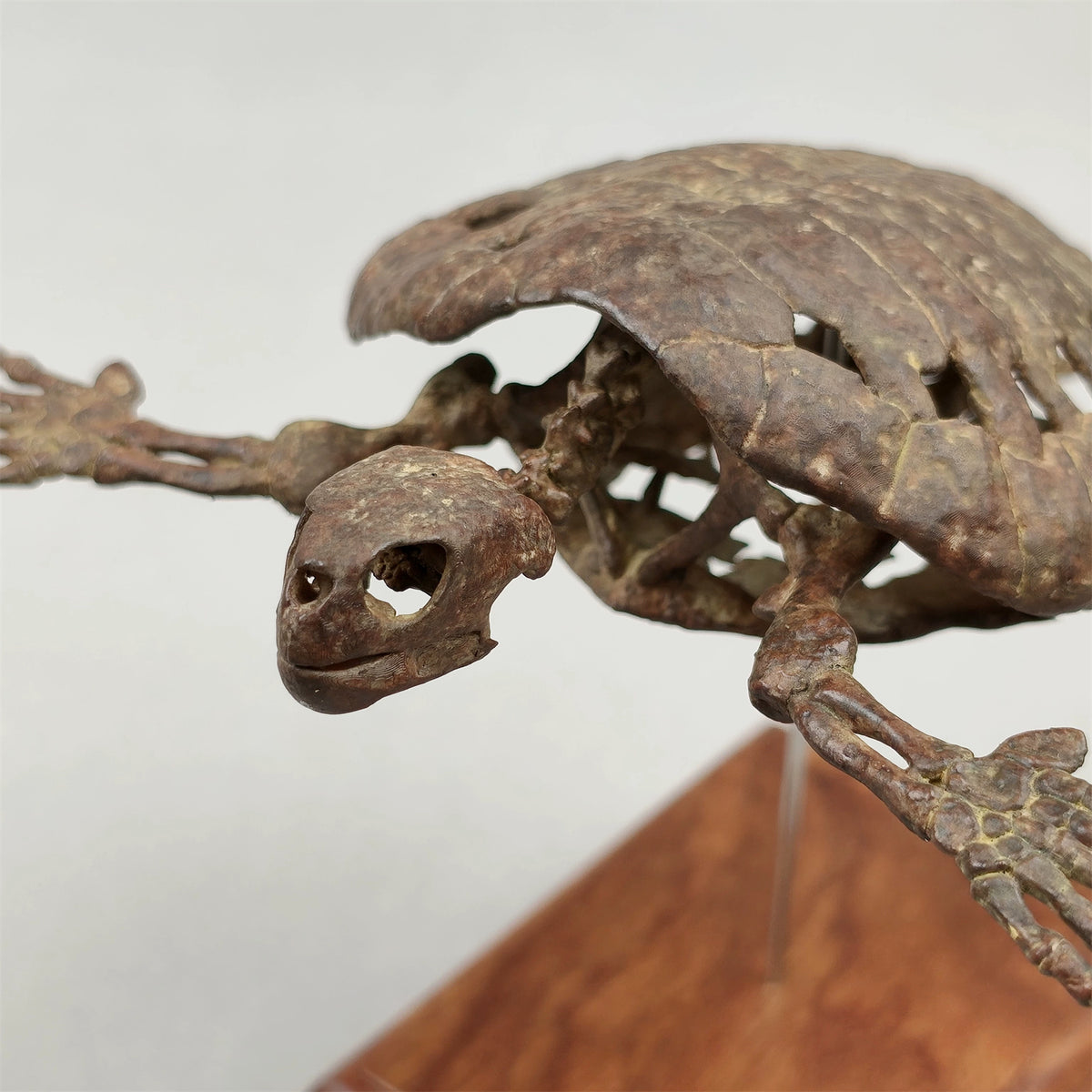 3D Printed 1:10 Scale Leatherback Turtle Skeleton Model