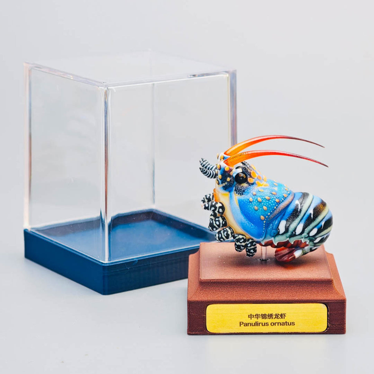 ViVid Studio Ornate Spiny Lobster Model