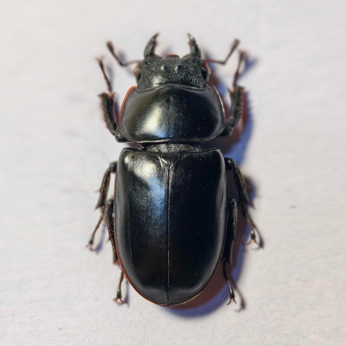 Dorcus Antaeus Fridge Insect Figure Magnet Model