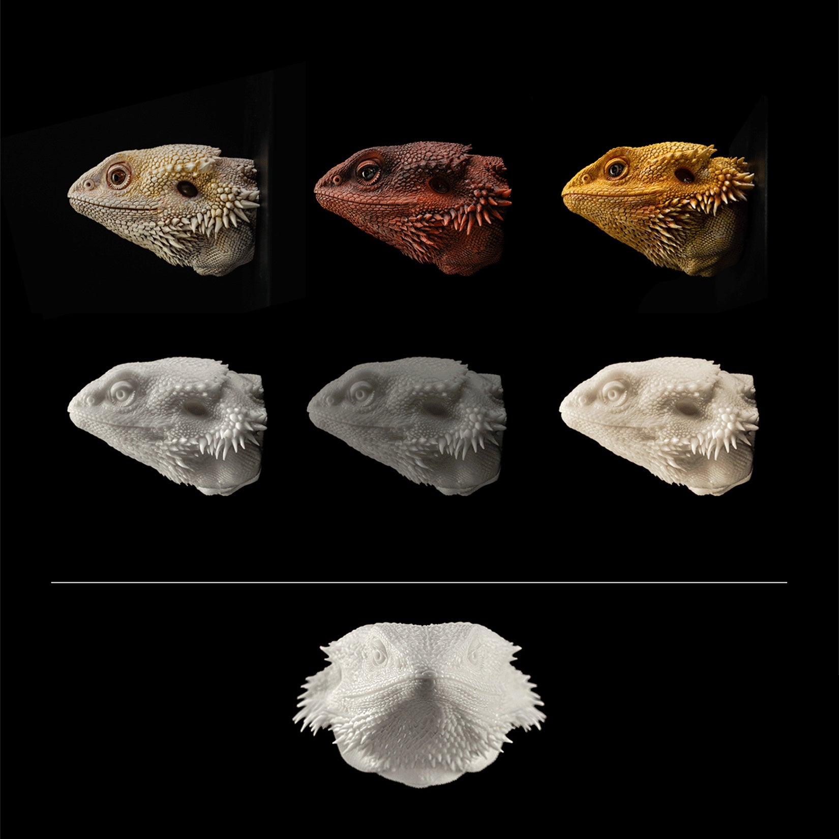 Pogona Vitticeps Head Model