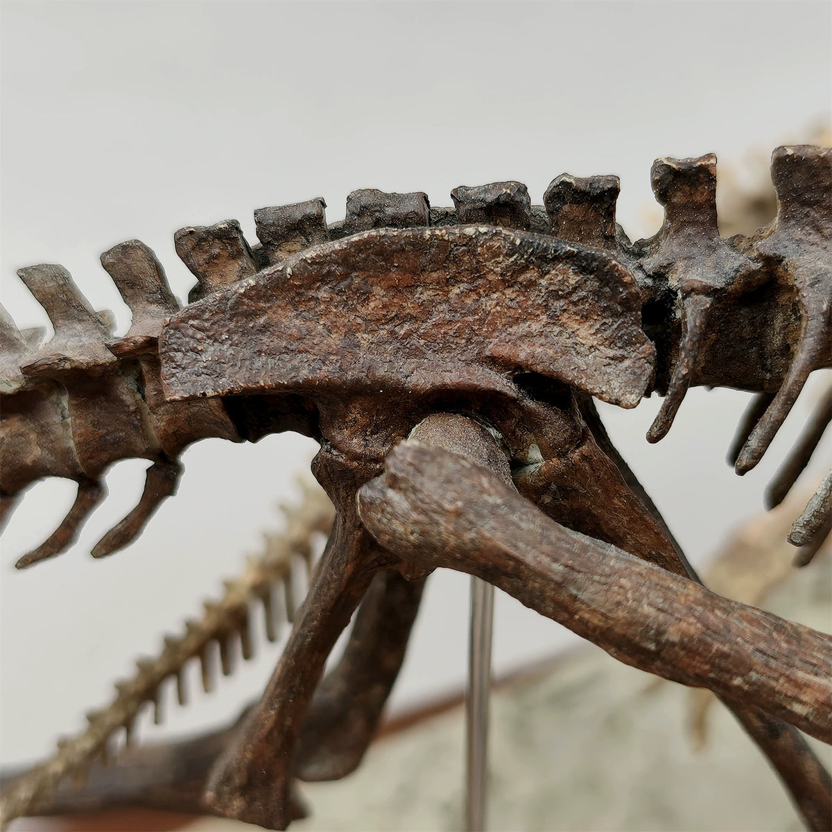 3D Printed 1:10 Scale Dilophosaurus Hunting Skull Model
