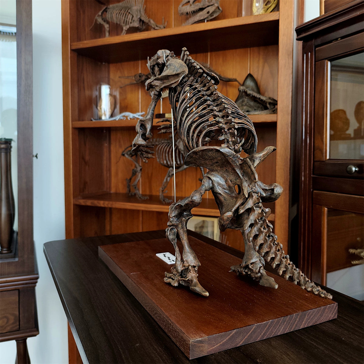 3D Printed 1:10 Scale Large Megatherium Skull Model