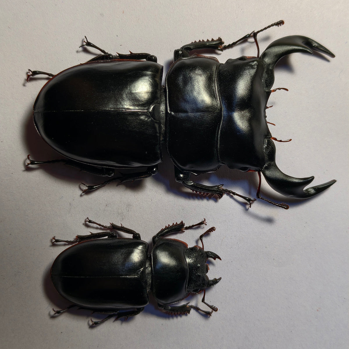 Dorcus Antaeus Fridge Insect Figure Magnet Model