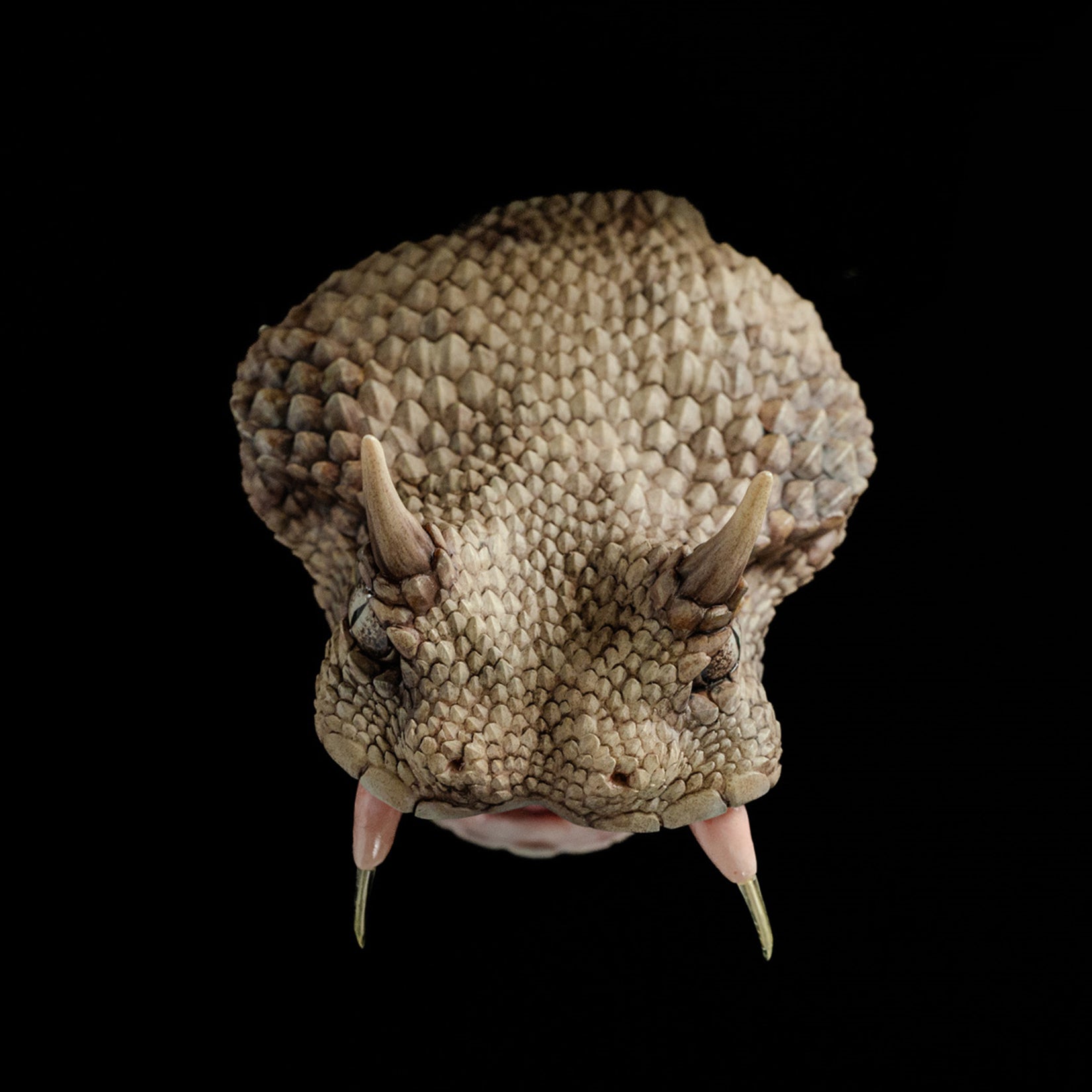 Cerastes Cornutus Snake Model